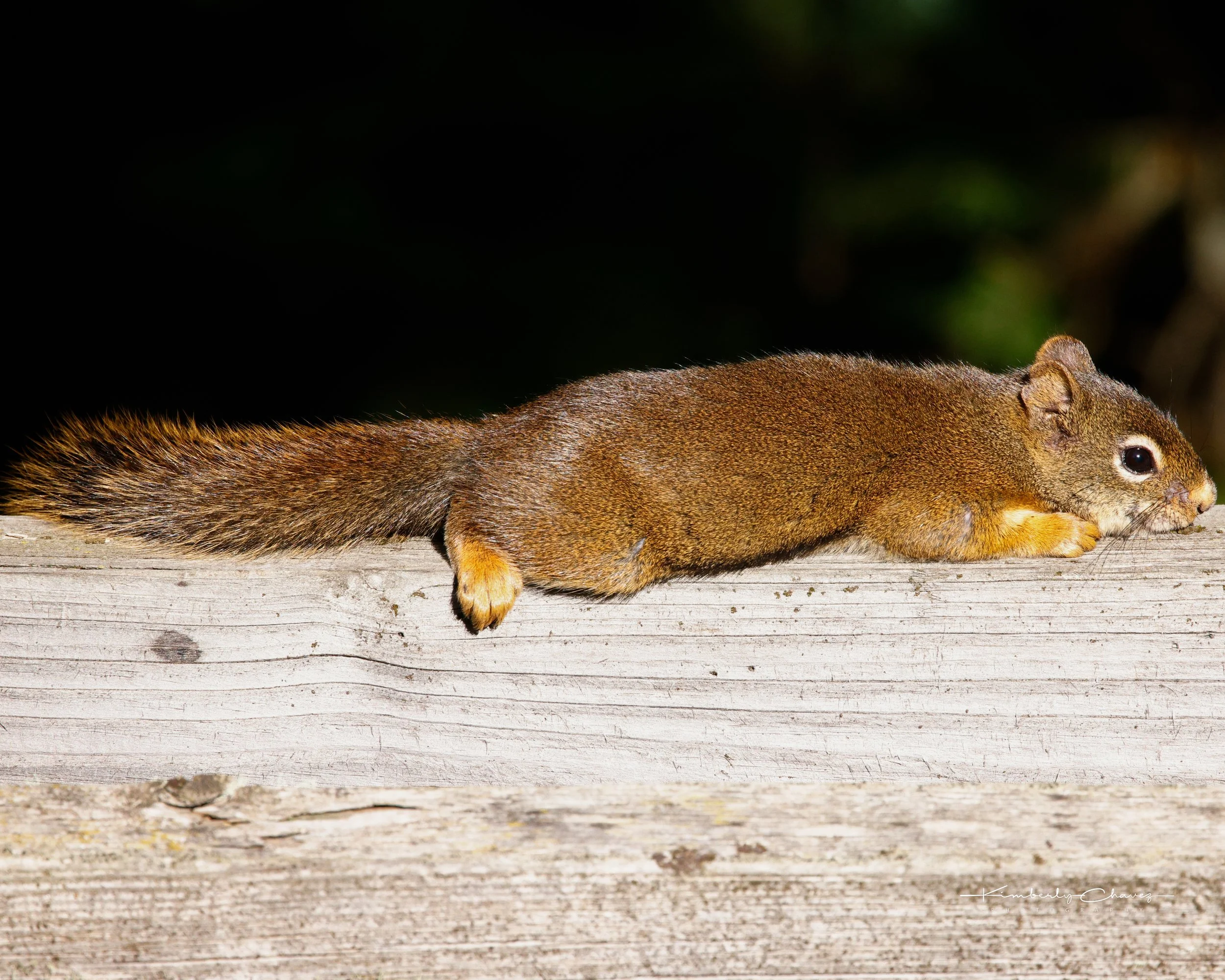 Yellowstone Squirrel.jpeg