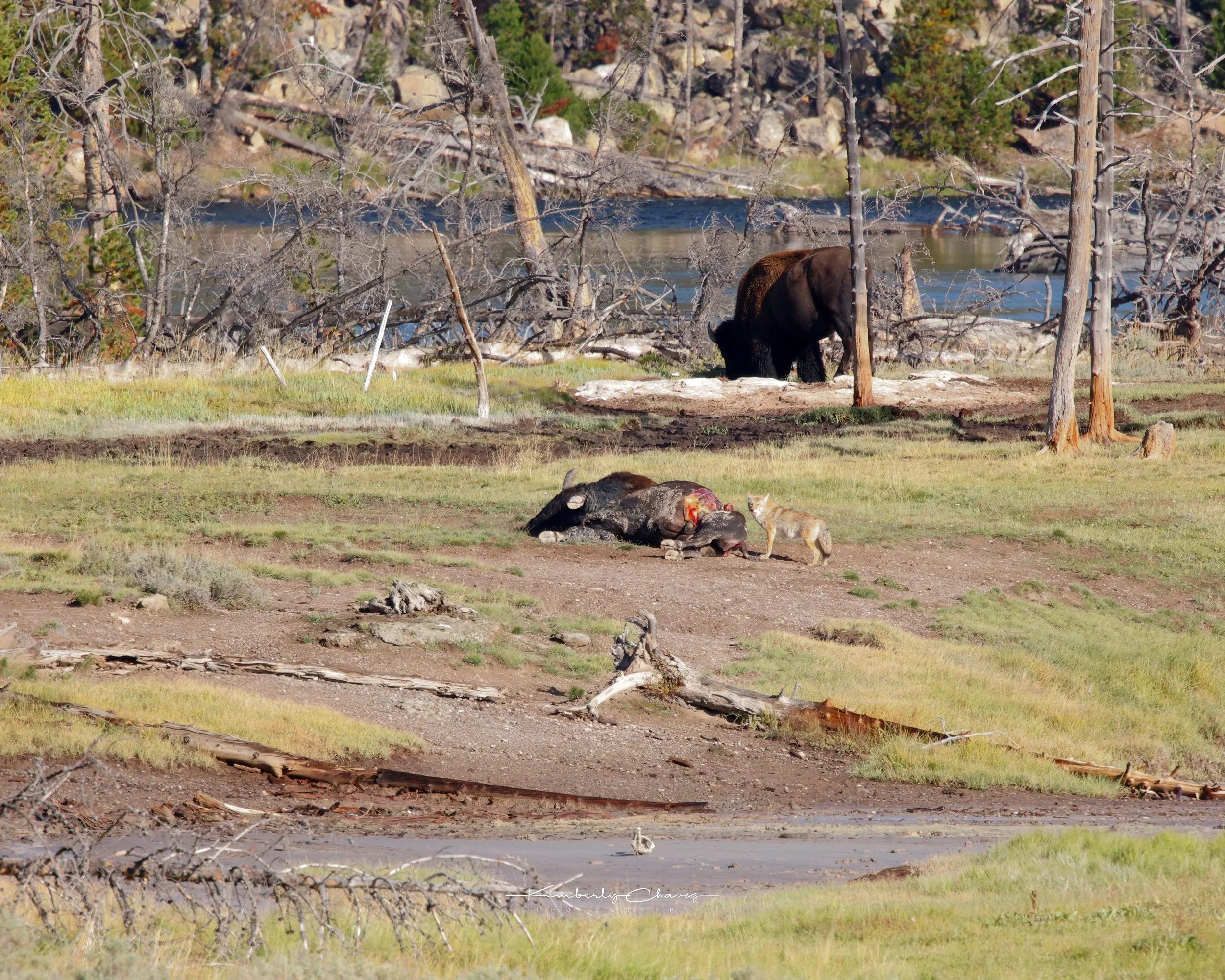 Yellowstone coyote-4.jpeg