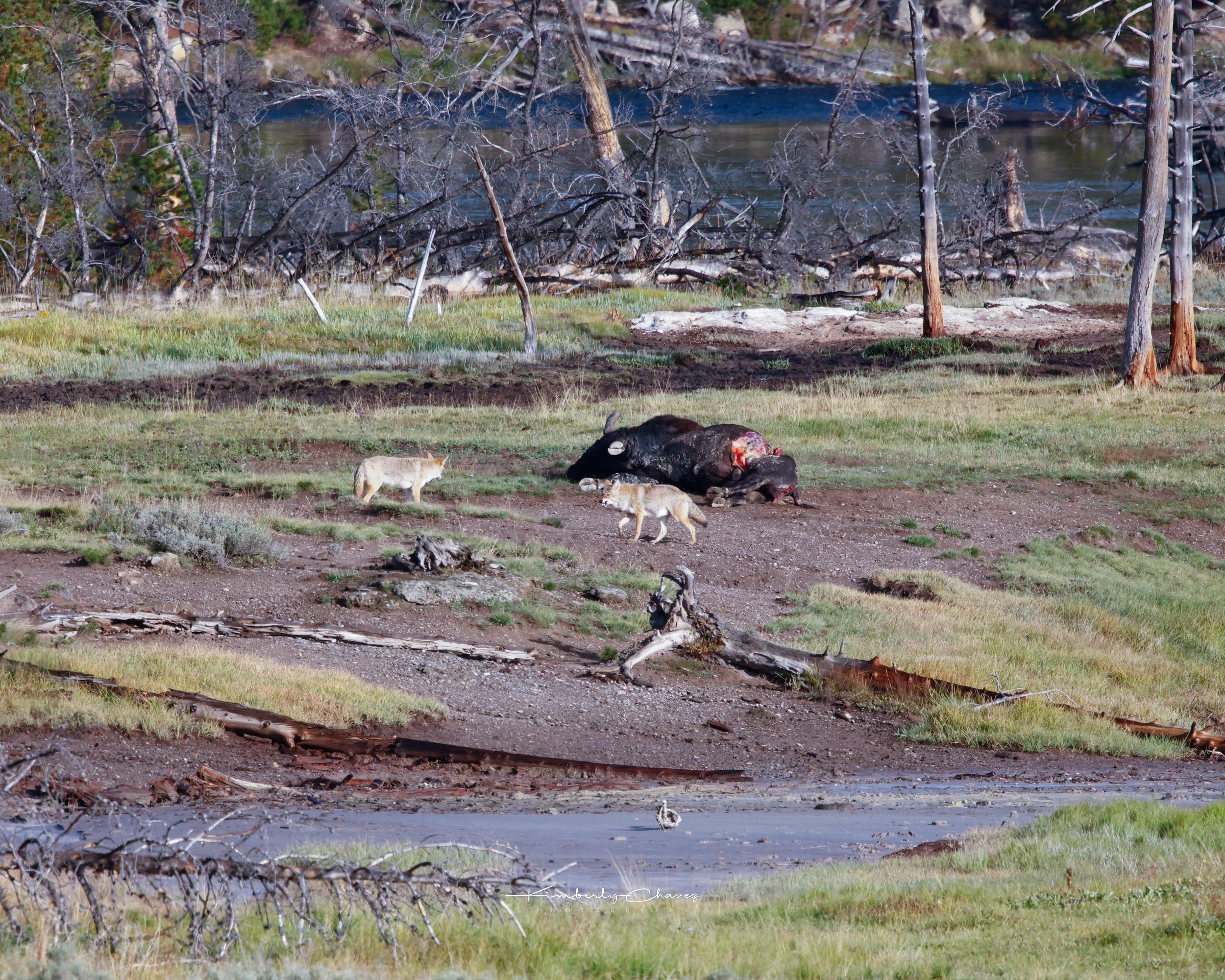 Yellowstone coyote.jpeg