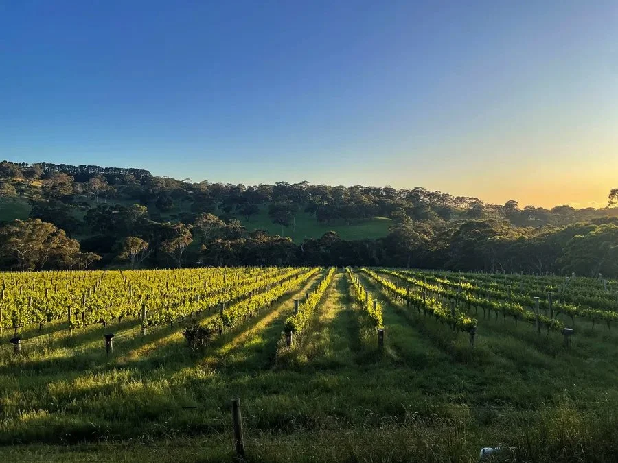 vineyard-in-australia.jpg