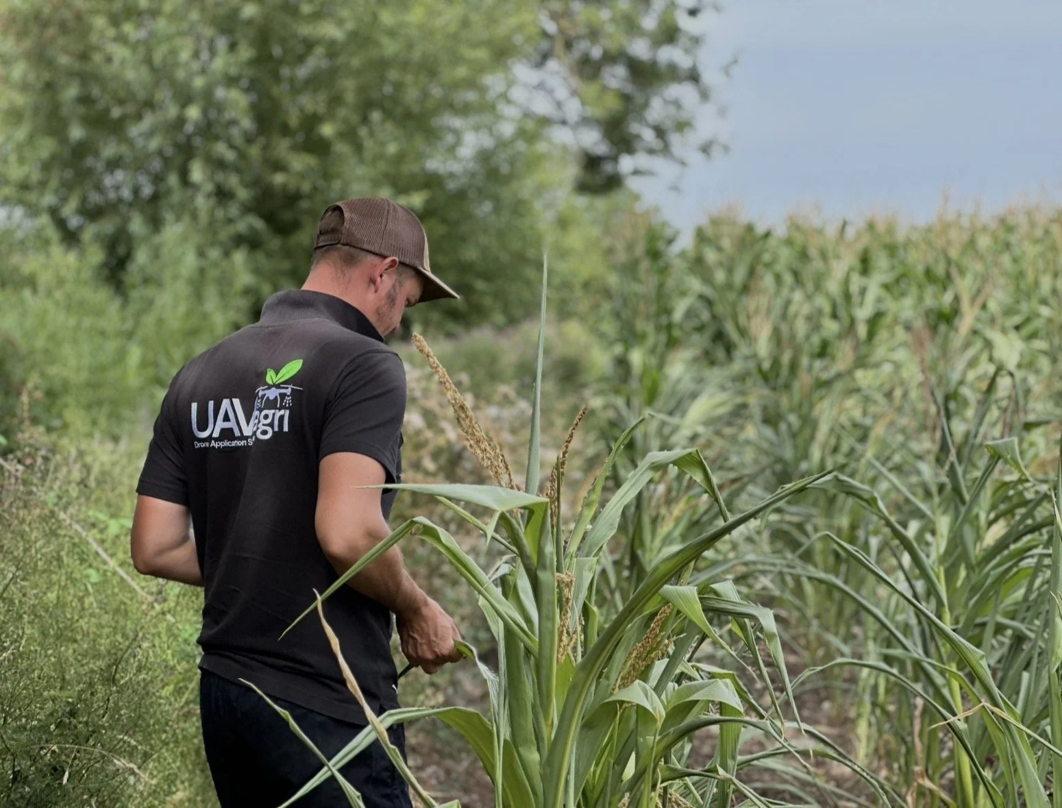 A man in a black shirt with the logo 'UAVagri' is inspecting maize in a field, surrounded by green crops and trees.