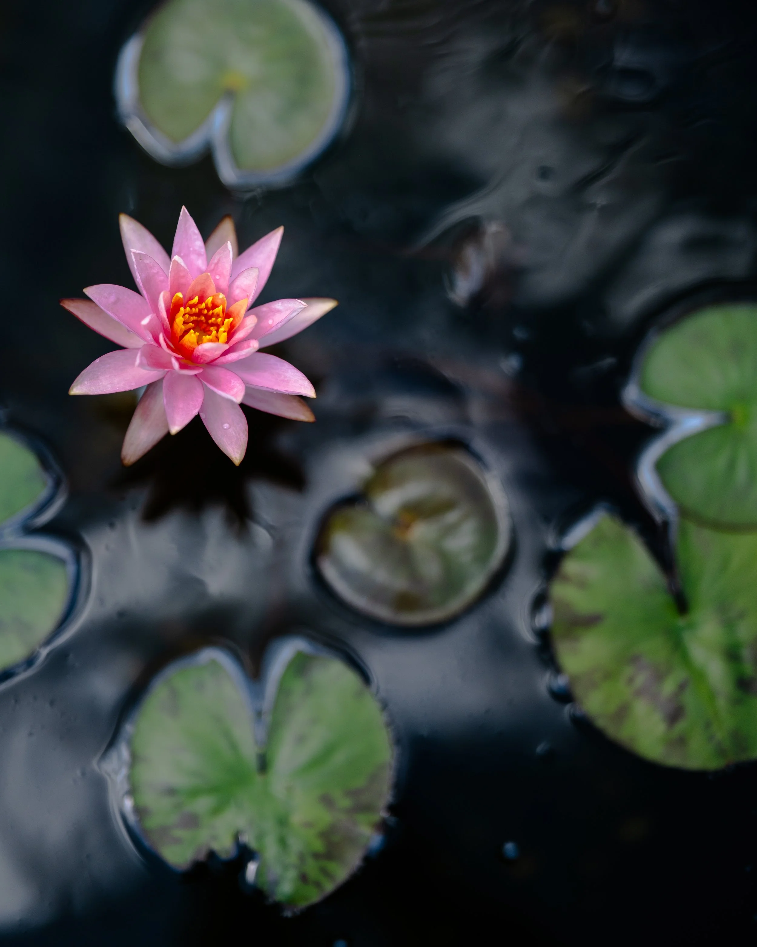 Pink water lily flower with yellow center floating on dark water surrounded by green lily pads.