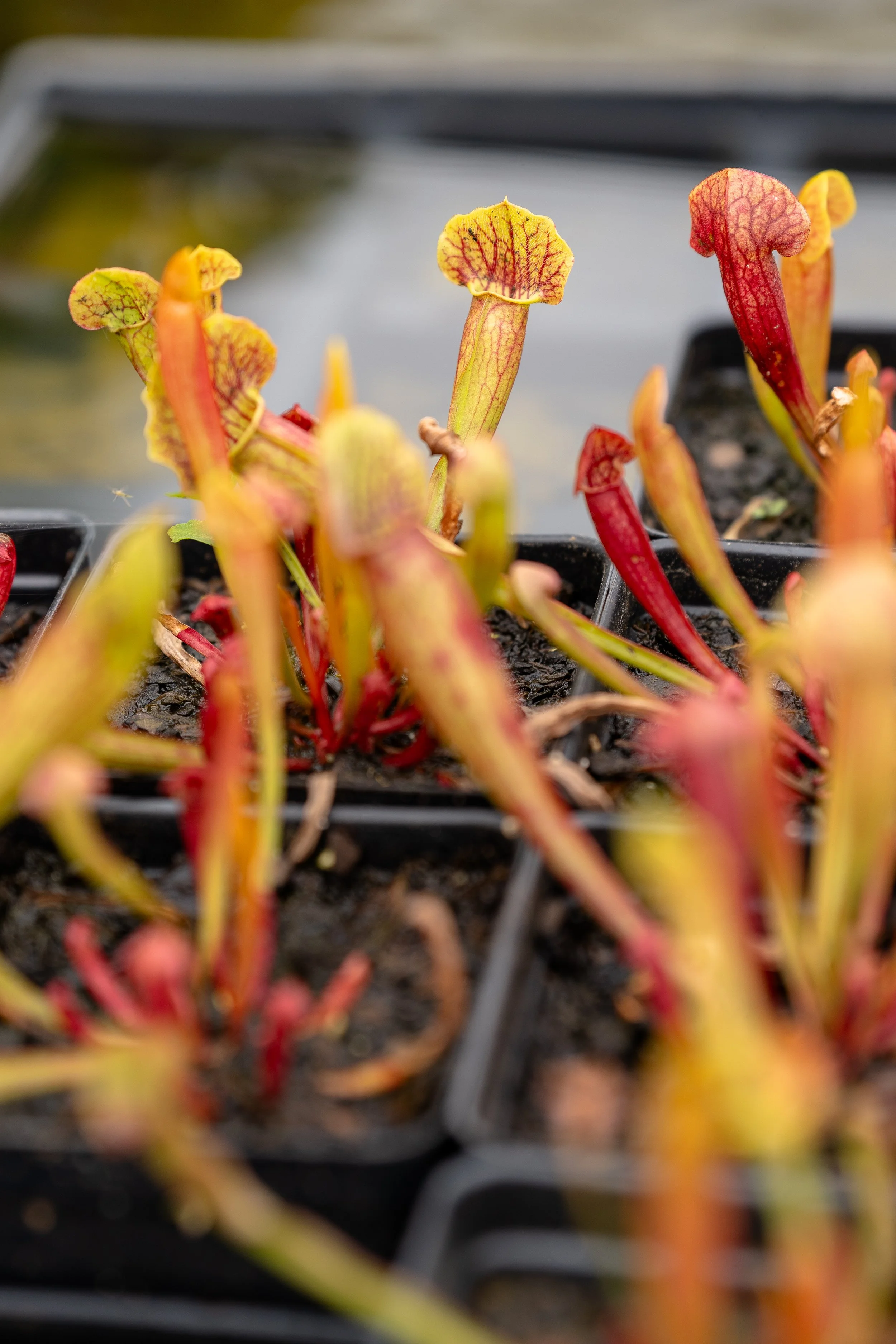 Carnivorous (Preorder)