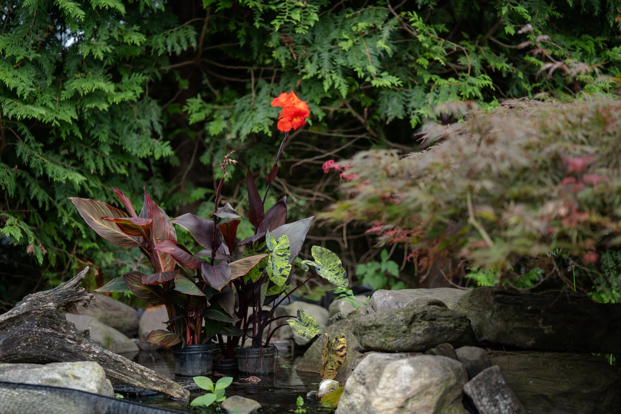 Small Splash Package (Preorder)