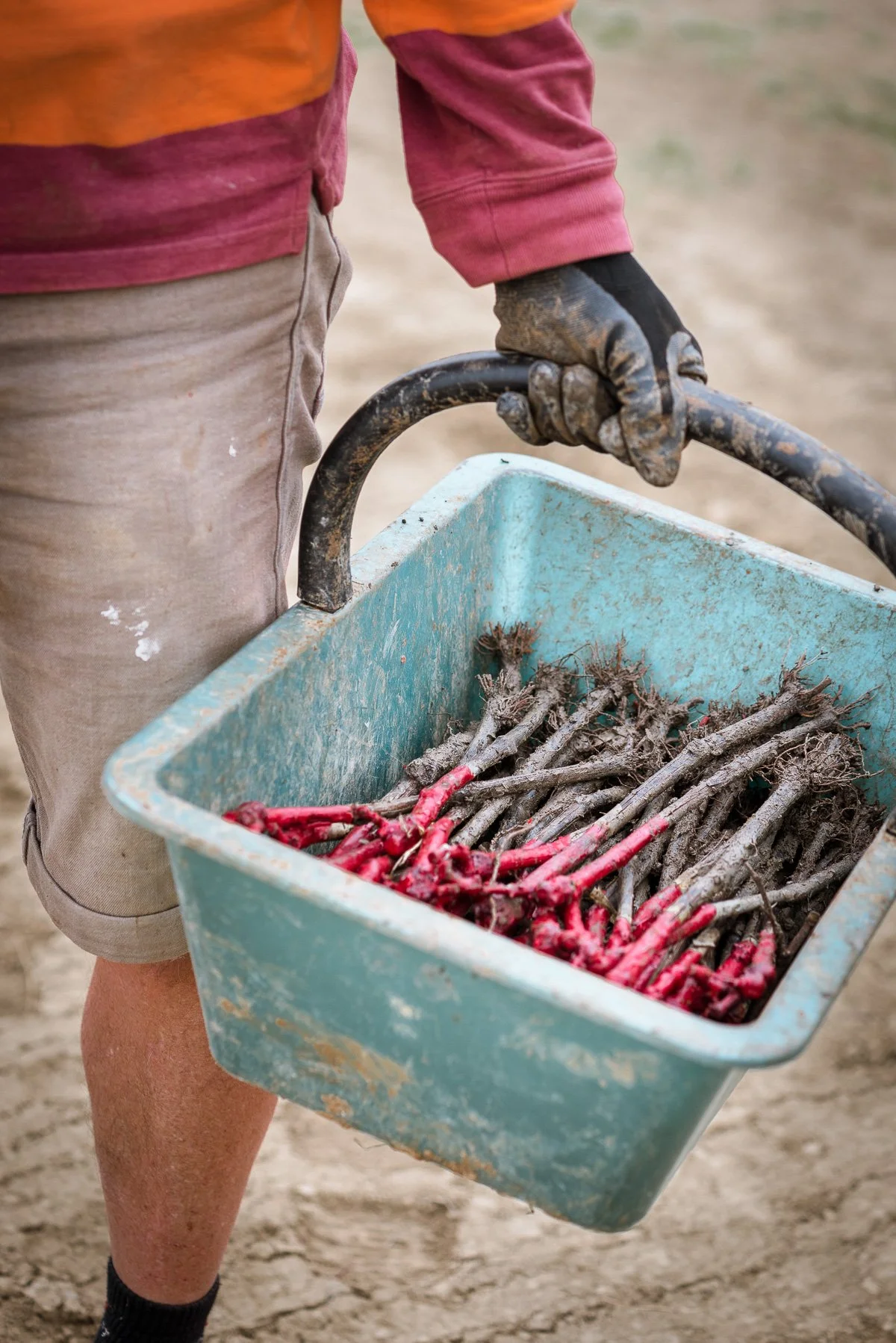 Personnes récoltant des racines dans un panier en plastique, avec des gants de travail, sur un sol de terre.