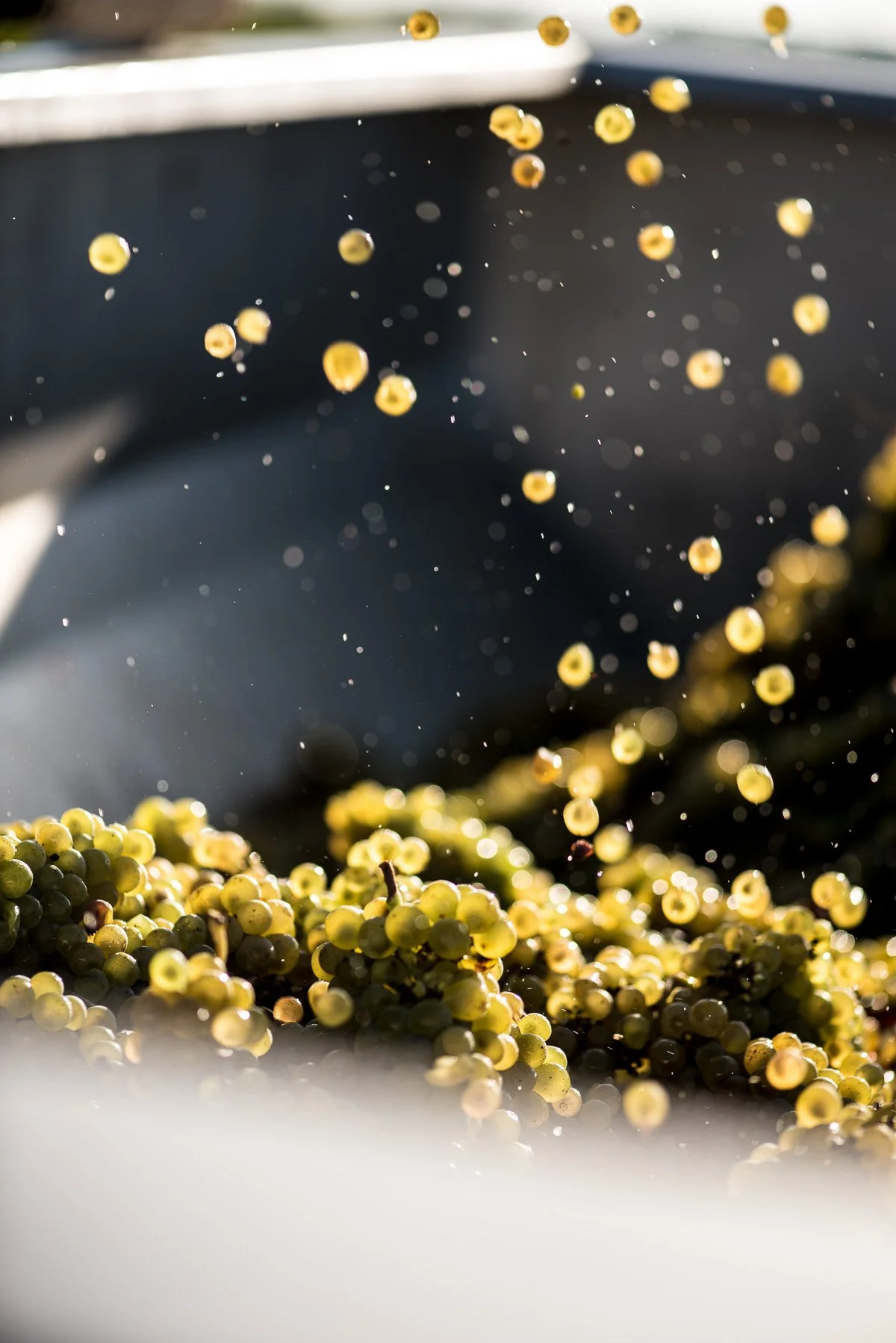 Ce cliché montre des grappes de raisin vertes qui tombent ou sont dispersées, probablement lors de la récolte ou de la triage, avec une mise au point sur les raisins au premier plan et un fond flou.