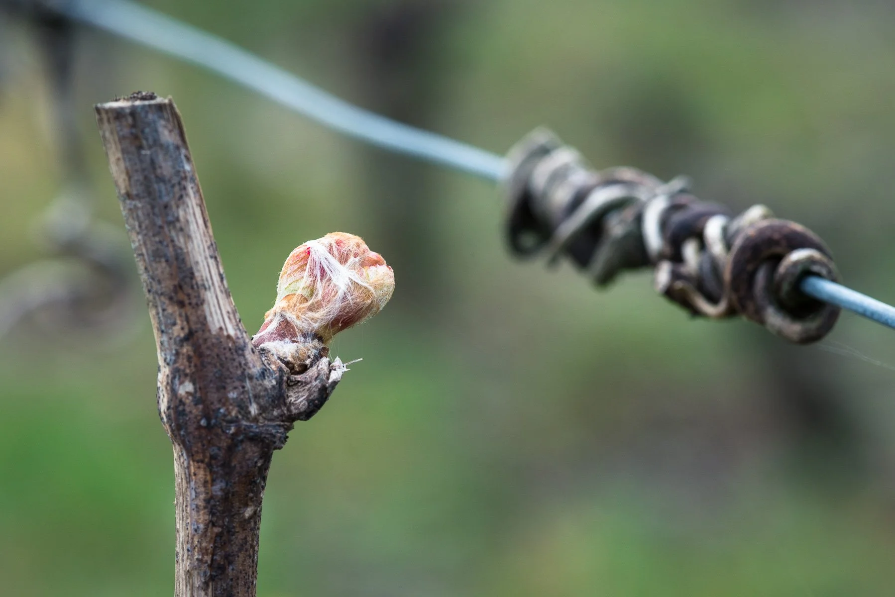 Une branche d'un arbre avec un bourgeon en train de pousser, attachée à un fil de fer barbelé.