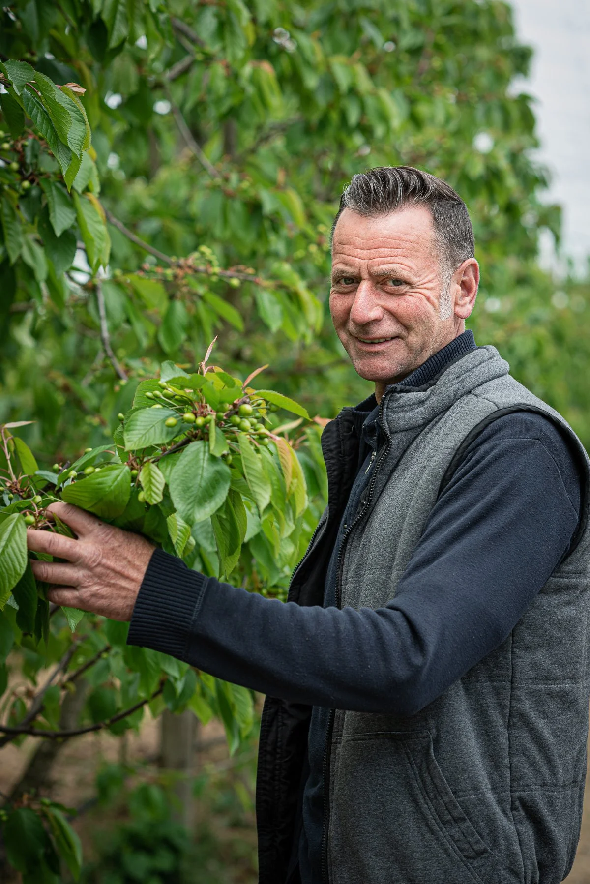 Un homme souriant en train de cueillir des cerises dans un verger.