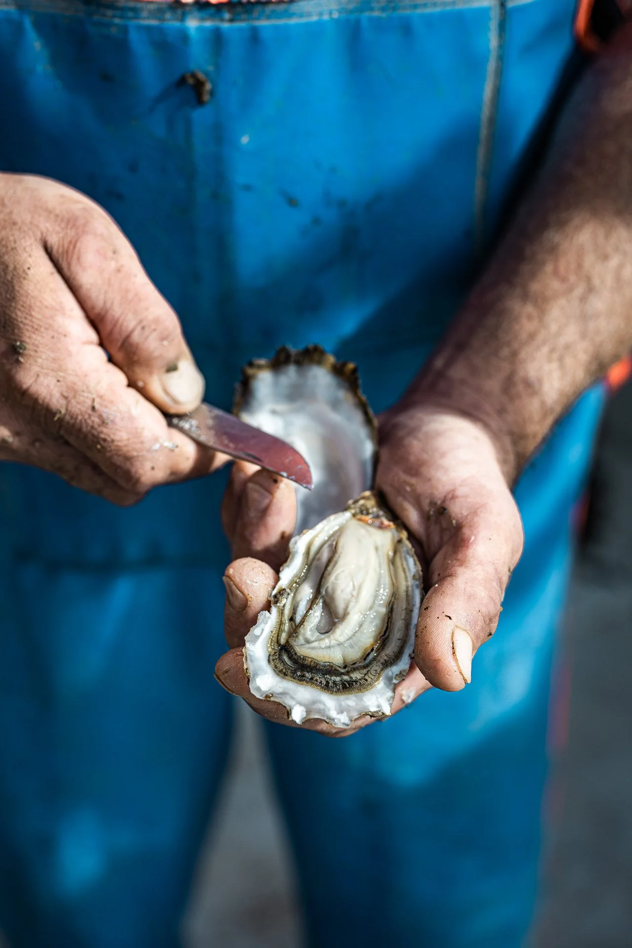 Une personne ouvre une huître pour en extraire la chair, tenant la coquille dans une main sale et utilisant un couteau avec l'autre main.