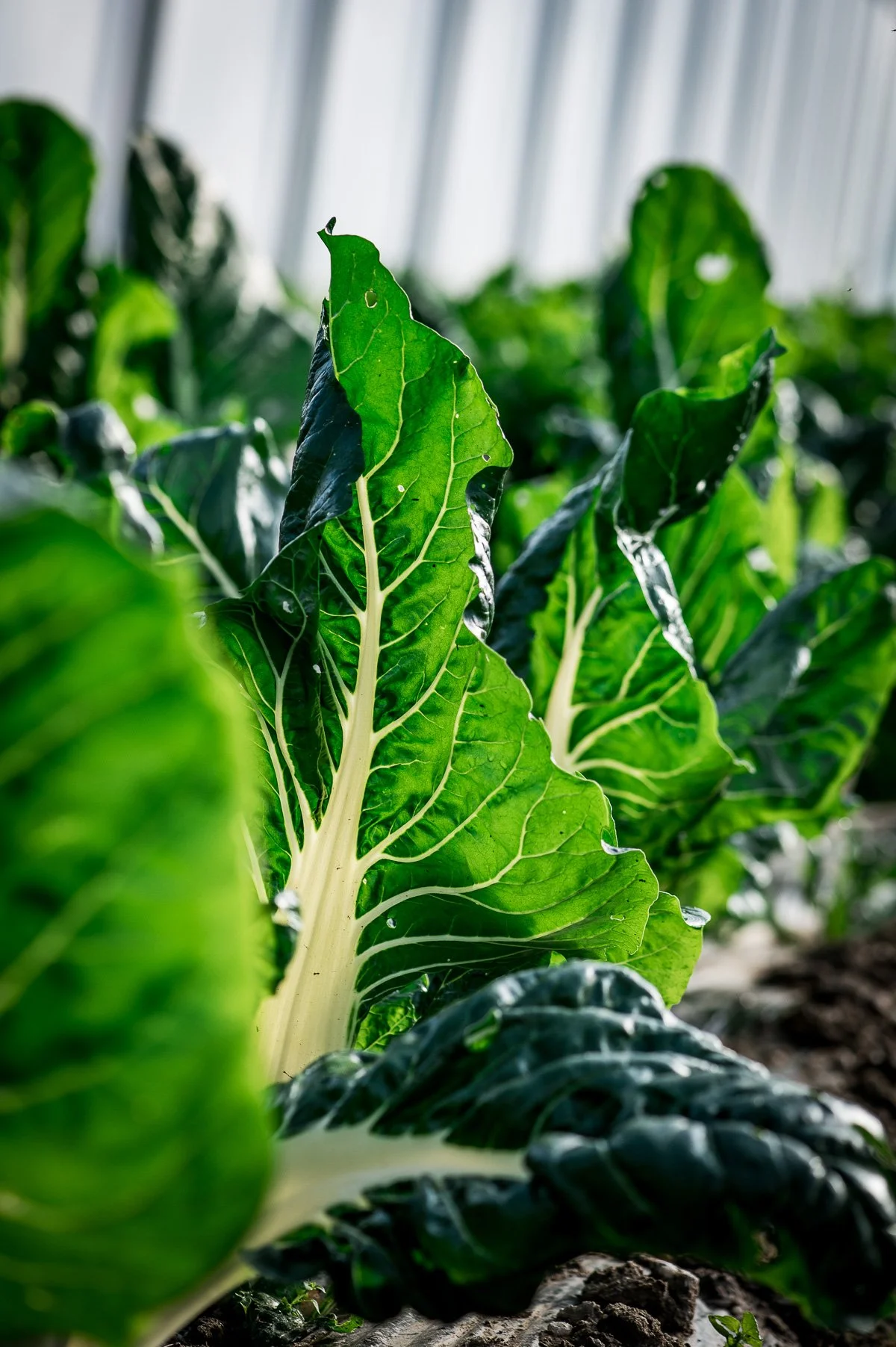 Légume vert cultivé dans une serre, avec des feuilles épaisses et brillantes.