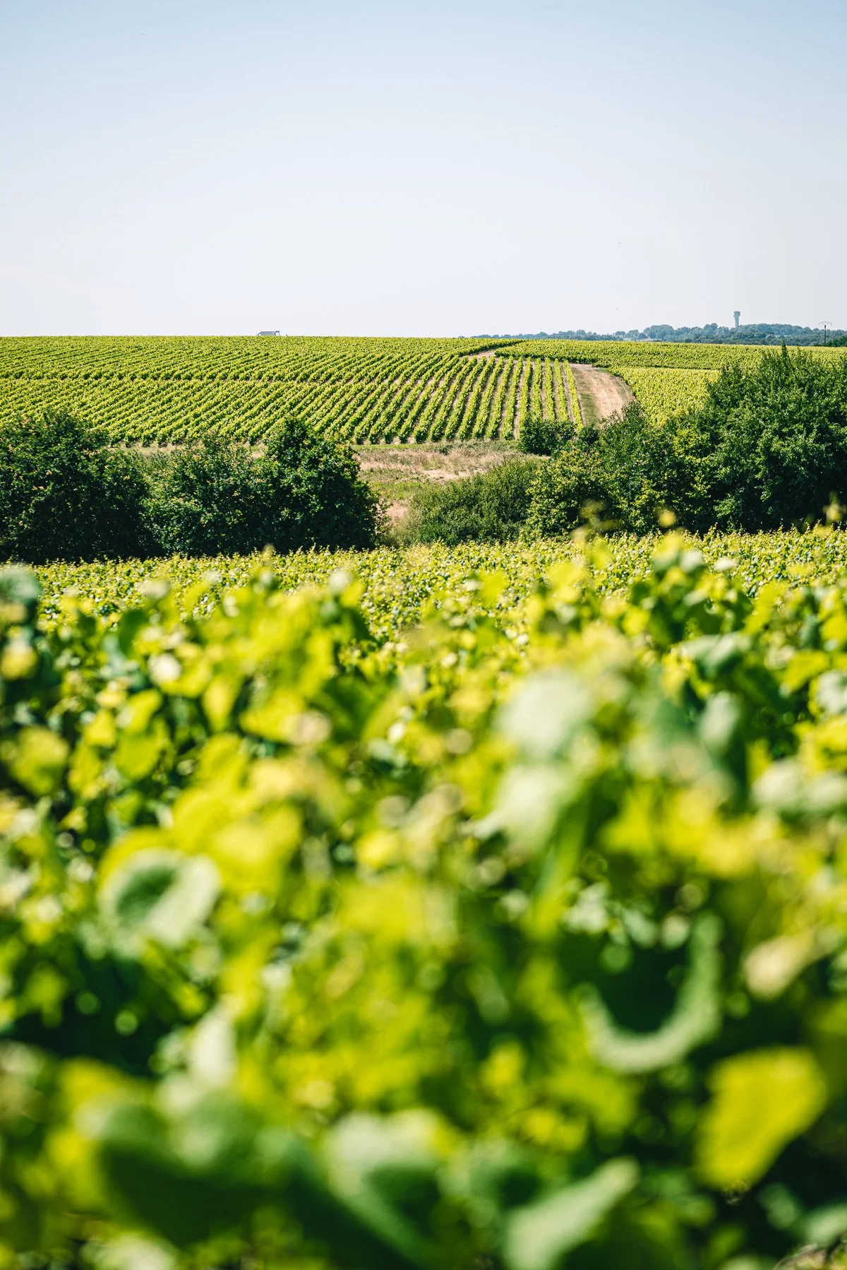 Champ de vigne en plein essor sous un ciel clair, avec des rangées de vignes verdoyantes et des arbres en arrière-plan.