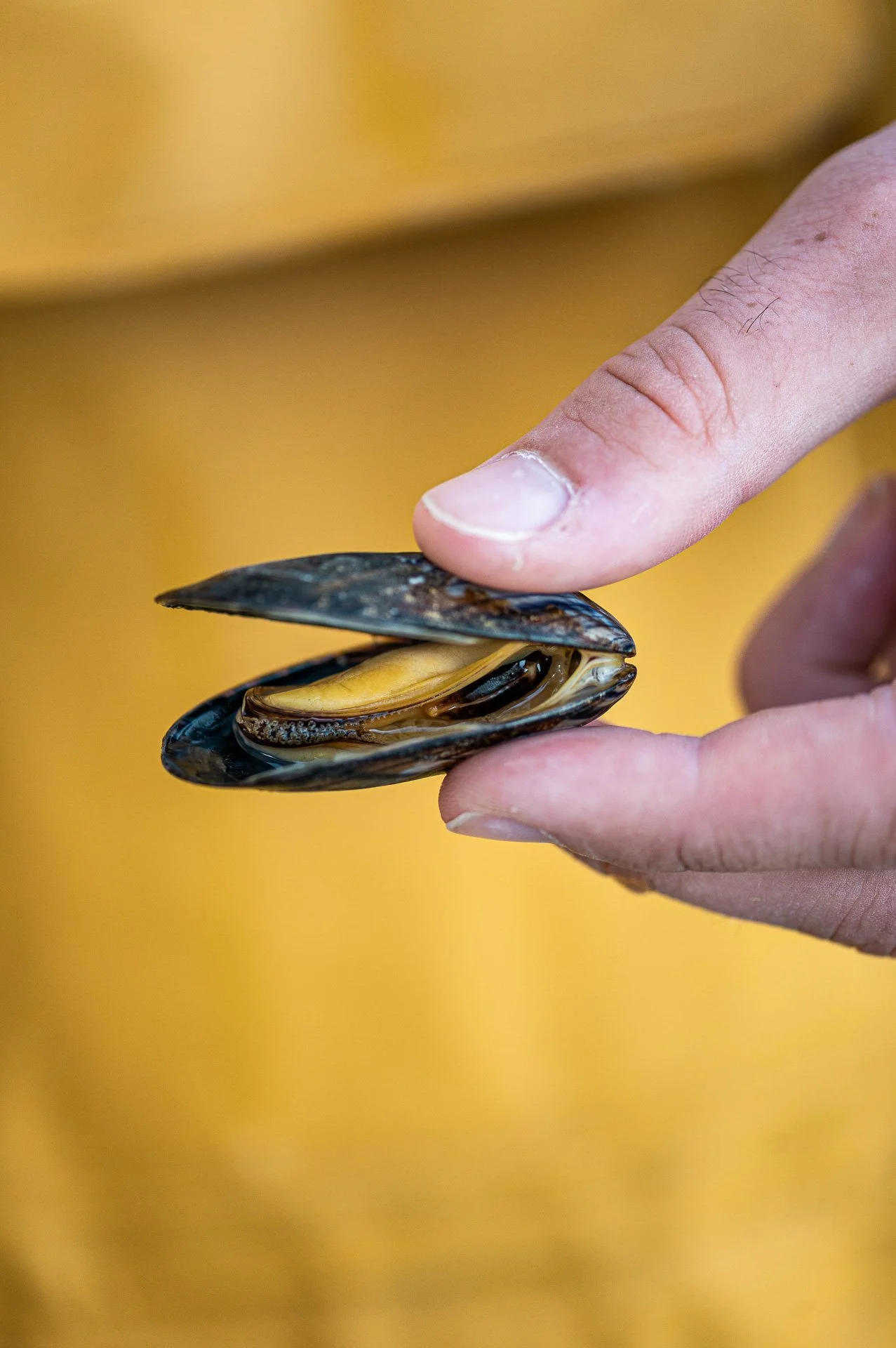 Mytiliculture / Vendée