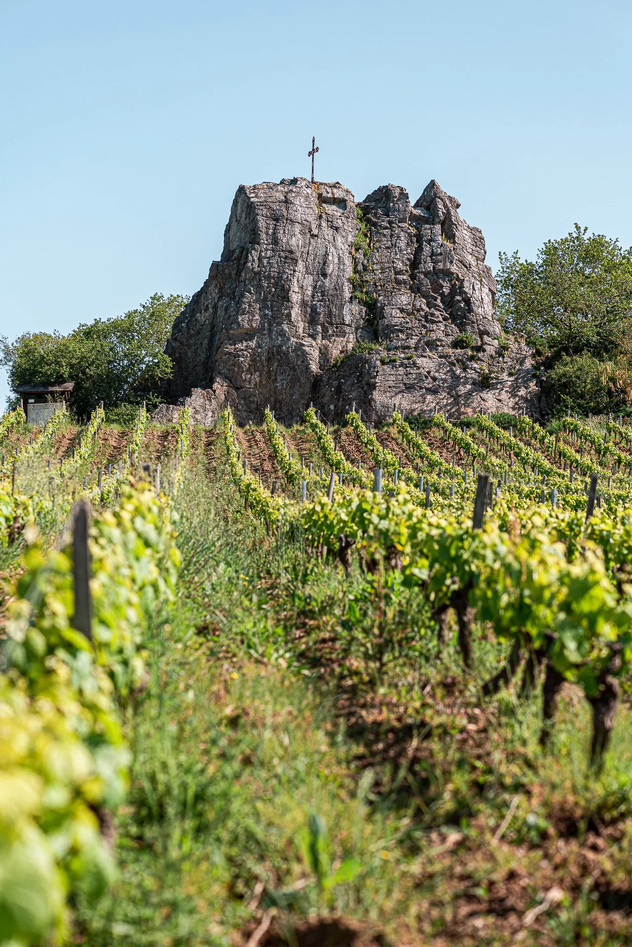 Vignoble avec rangées de vignes devant une grande roche avec une croix au sommet, entourée de végétation sous un ciel clair.