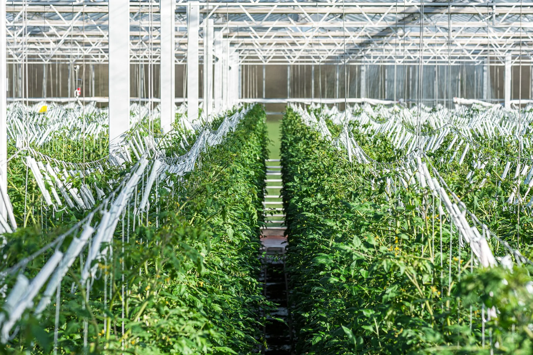Serre avec des rangées de plants de tomates soutenues par des treillis en métal, sous une structure en verre.