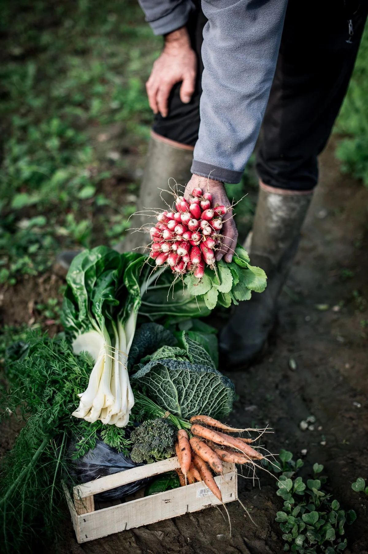 Une personne dans un champ de légumes, tenant un bouquet de radis rouges. Sur le sol, il y a un panier en bois contenant des carottes, du chou, des oignons verts, et d'autres légumes verts.