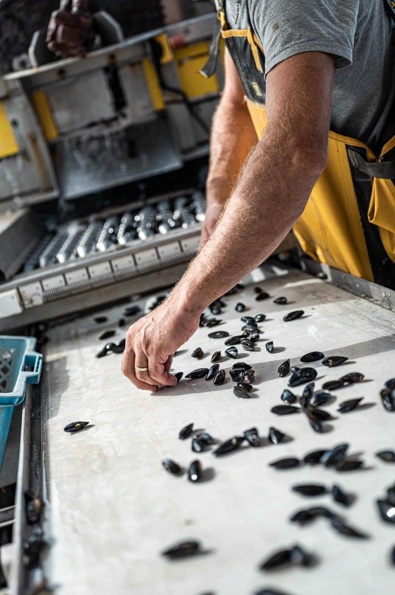 Mytiliculture / Vendée