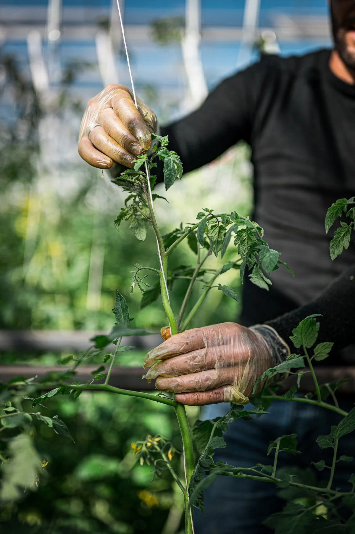 Une personne en gants manipule une jeune plante de tomate dans un environnement de serre ou de jardin.