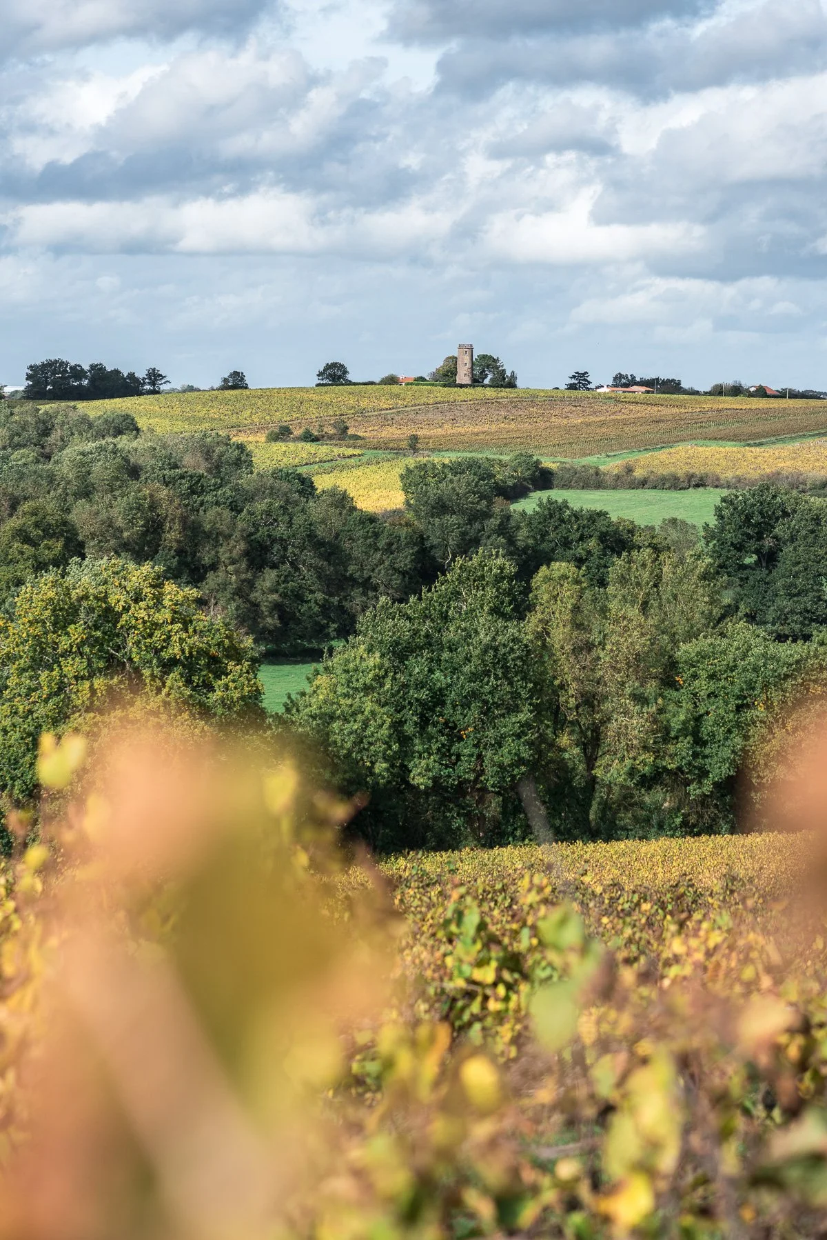 Paysage rural avec collines, forêt dense, champs agricoles et un vieux château ou tour au sommet.