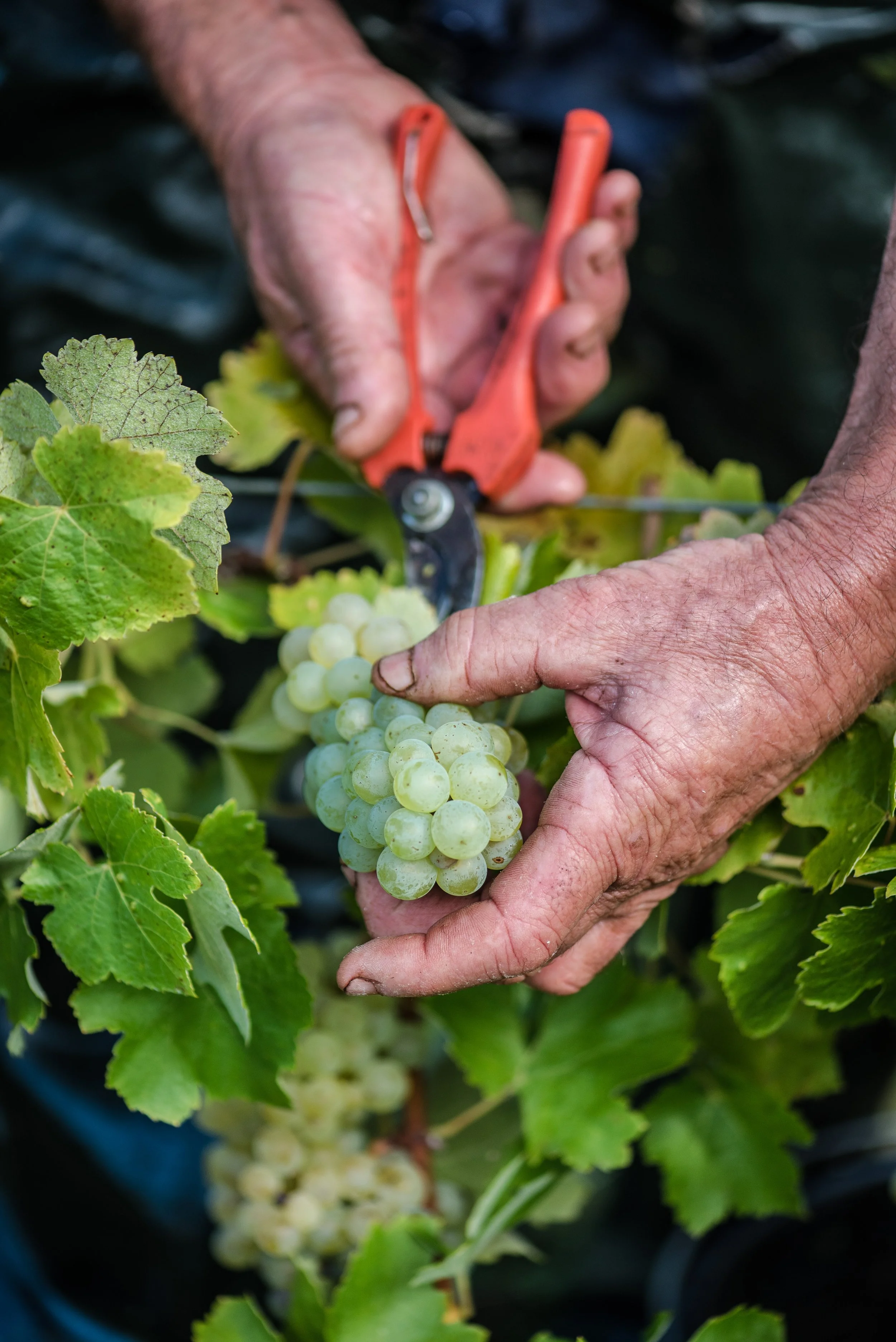 Mains d'une personne coupant des grappes de raisins verts dans un vignoble.