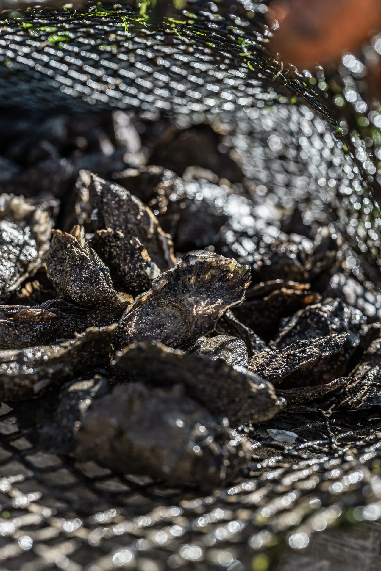 Ostréiculture / Vendée