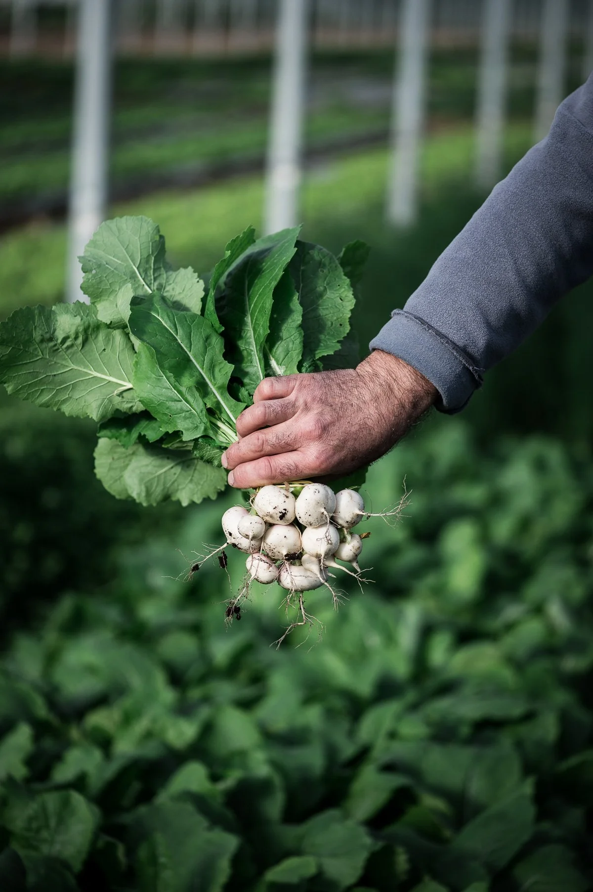 Une personne récolte des radis blancs dans un champ vert.