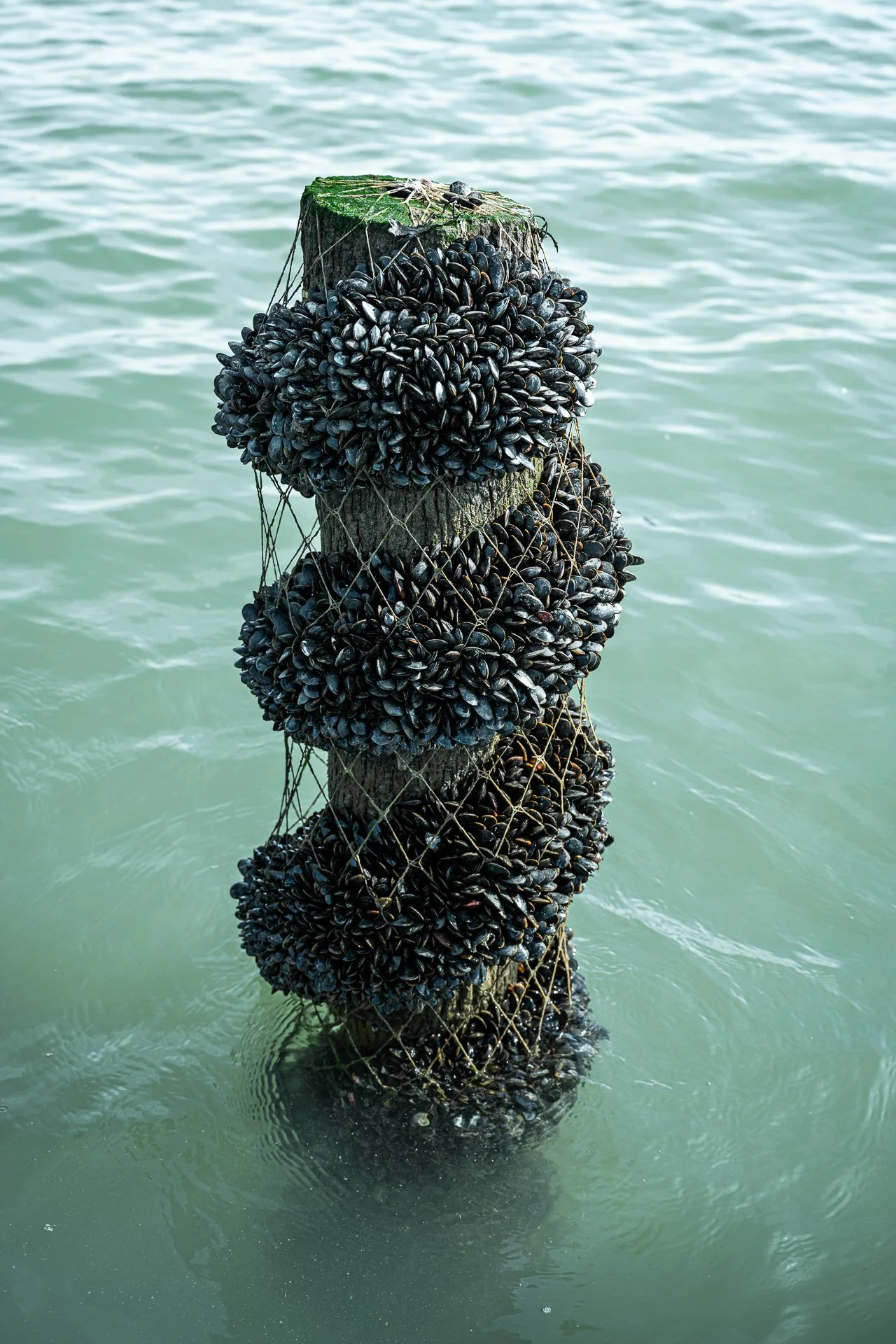Mytiliculture / Vendée