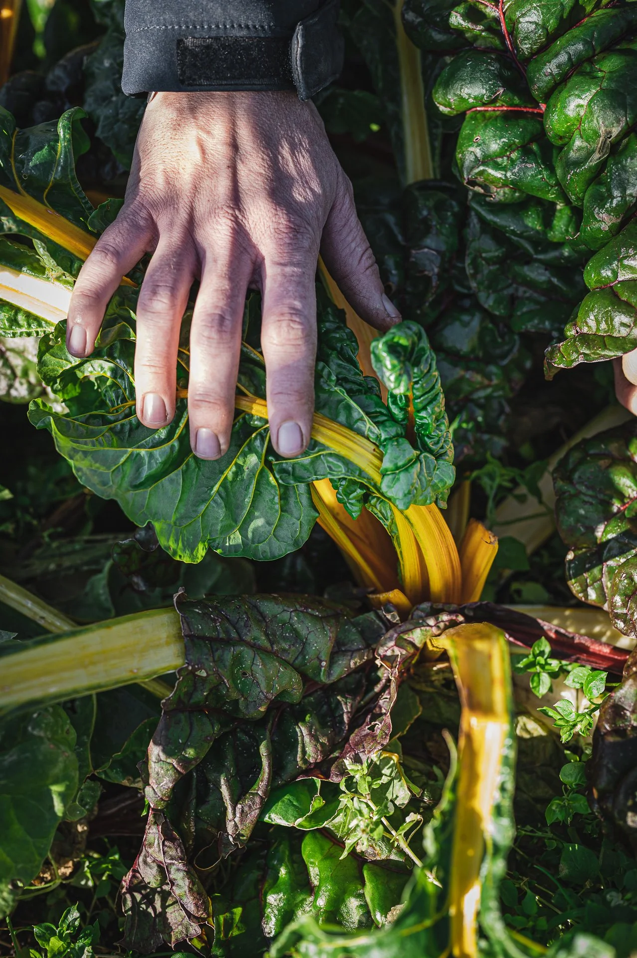 Une main touche des feuilles de chou vert dans un jardin
