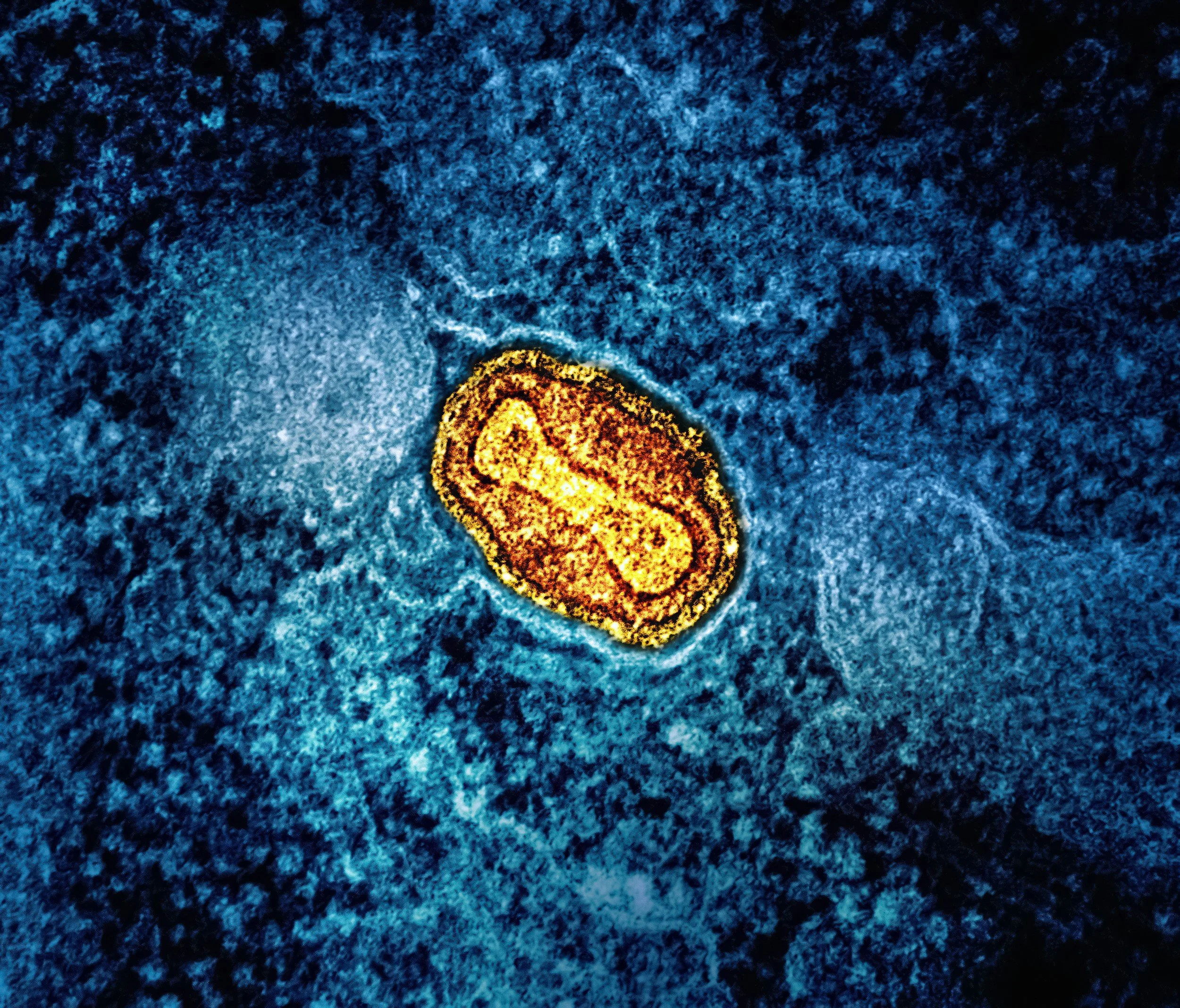 Mitochondrien – Die geheimen Kraftwerke deines Körpers