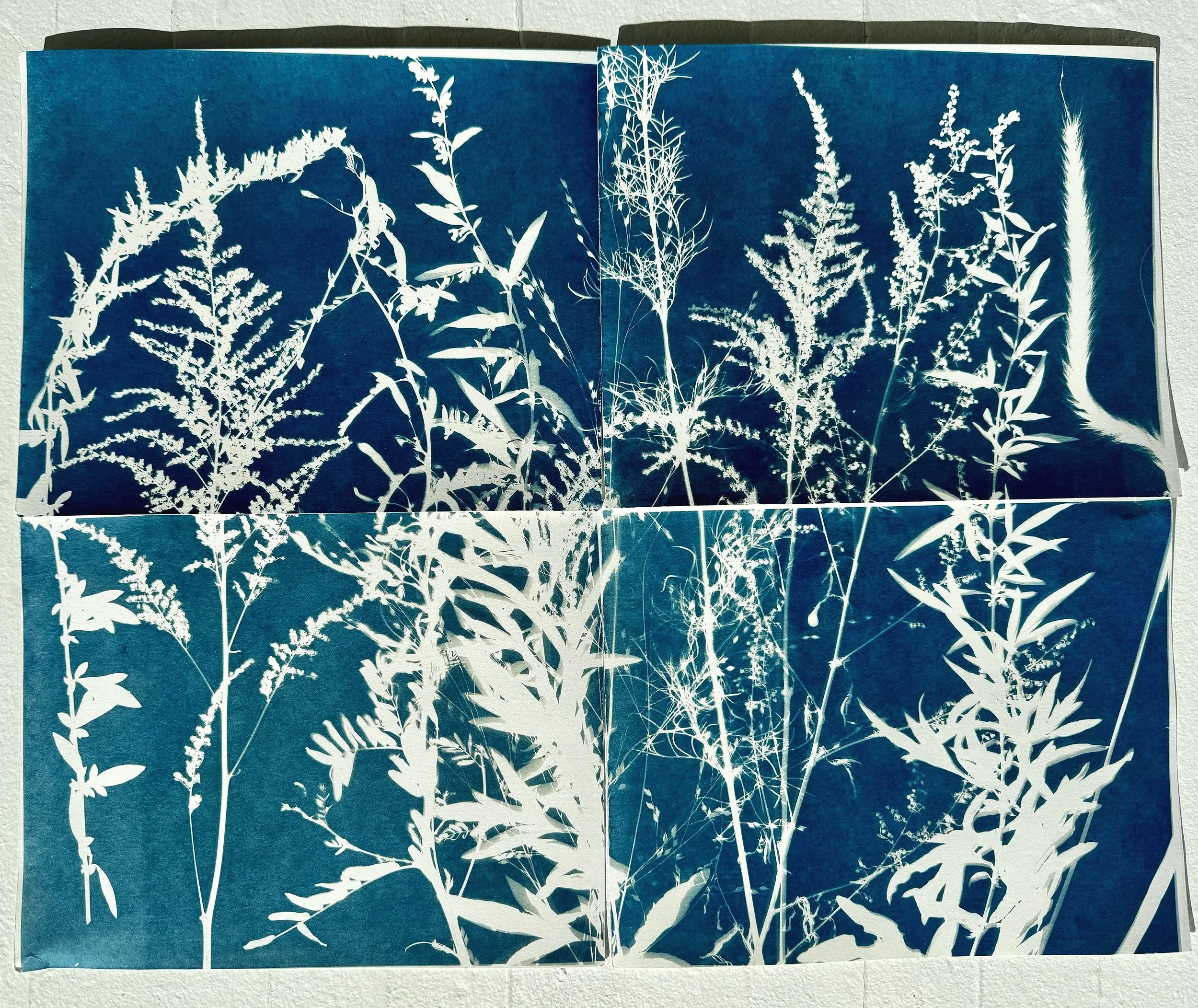 Astilbe and Cosmos, 2025, 4-panel cyanotype, 16 in. x 20 in.