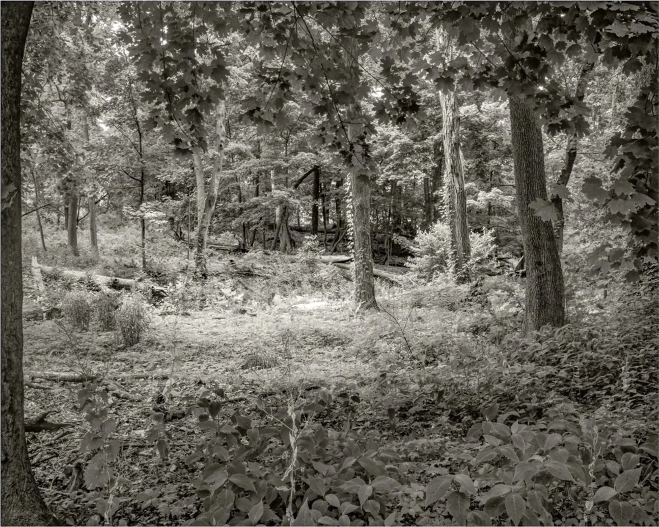 Homestead Woods, No. 2, 2026, archival pigment print, 25 in. x 20 in.