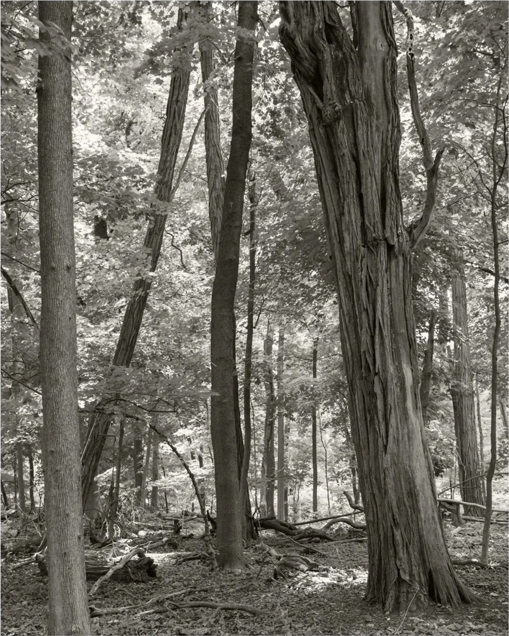 Homestead Woods, No. 3, 2026, archival pigment print, 20 in. x 25 in.