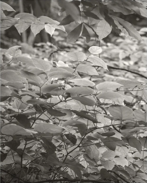 Homestead Woods, No. 4, 2026, archival pigment print, 25 in. x 20 in.