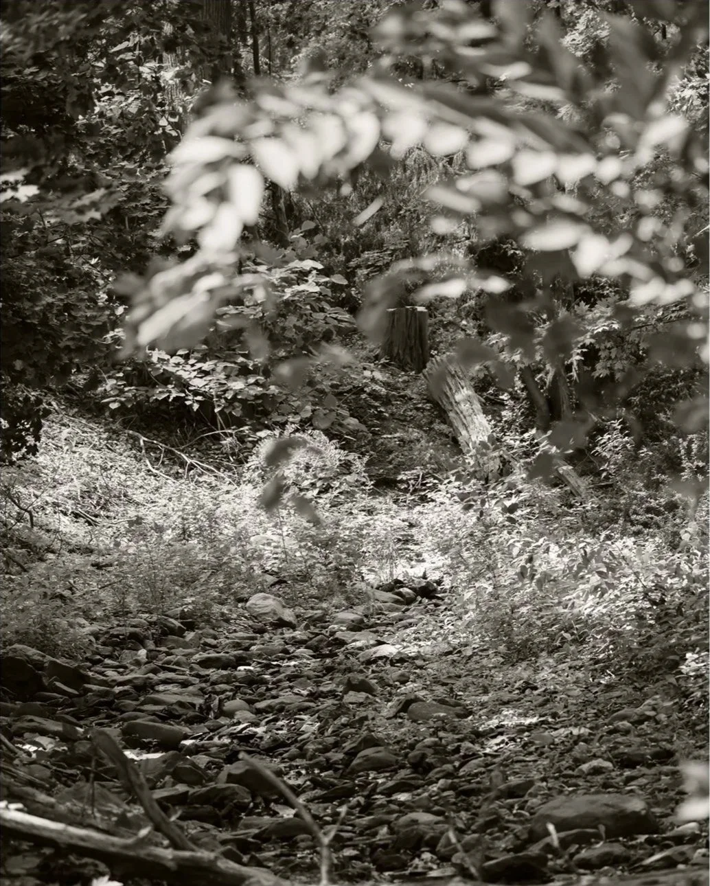 Homestead Woods, No. 5, 2026, archival pigment print, 25 in. x 20 in.