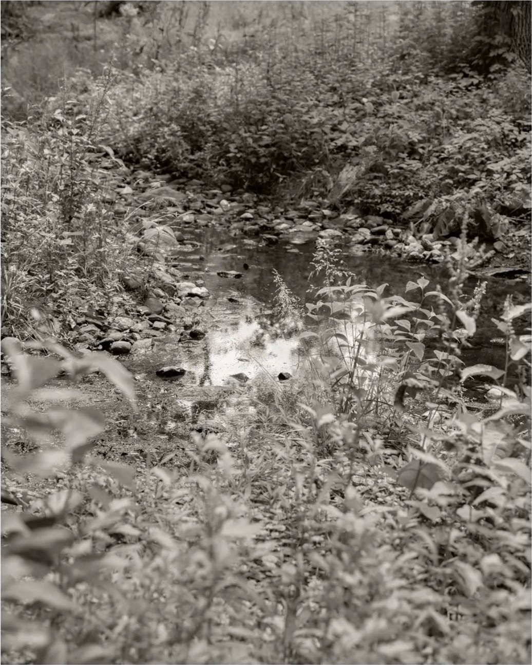 Homestead Woods, No. 6, 2026, archival pigment print,25 in. x 20 in.