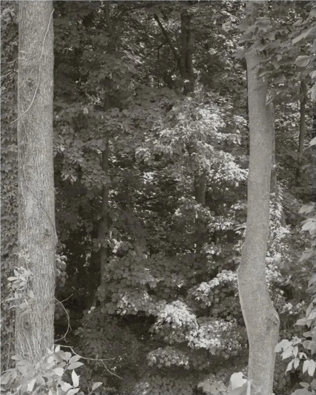 Homestead Woods, No. 7, 2026, archival pigment print, 25 in. x 20 in.