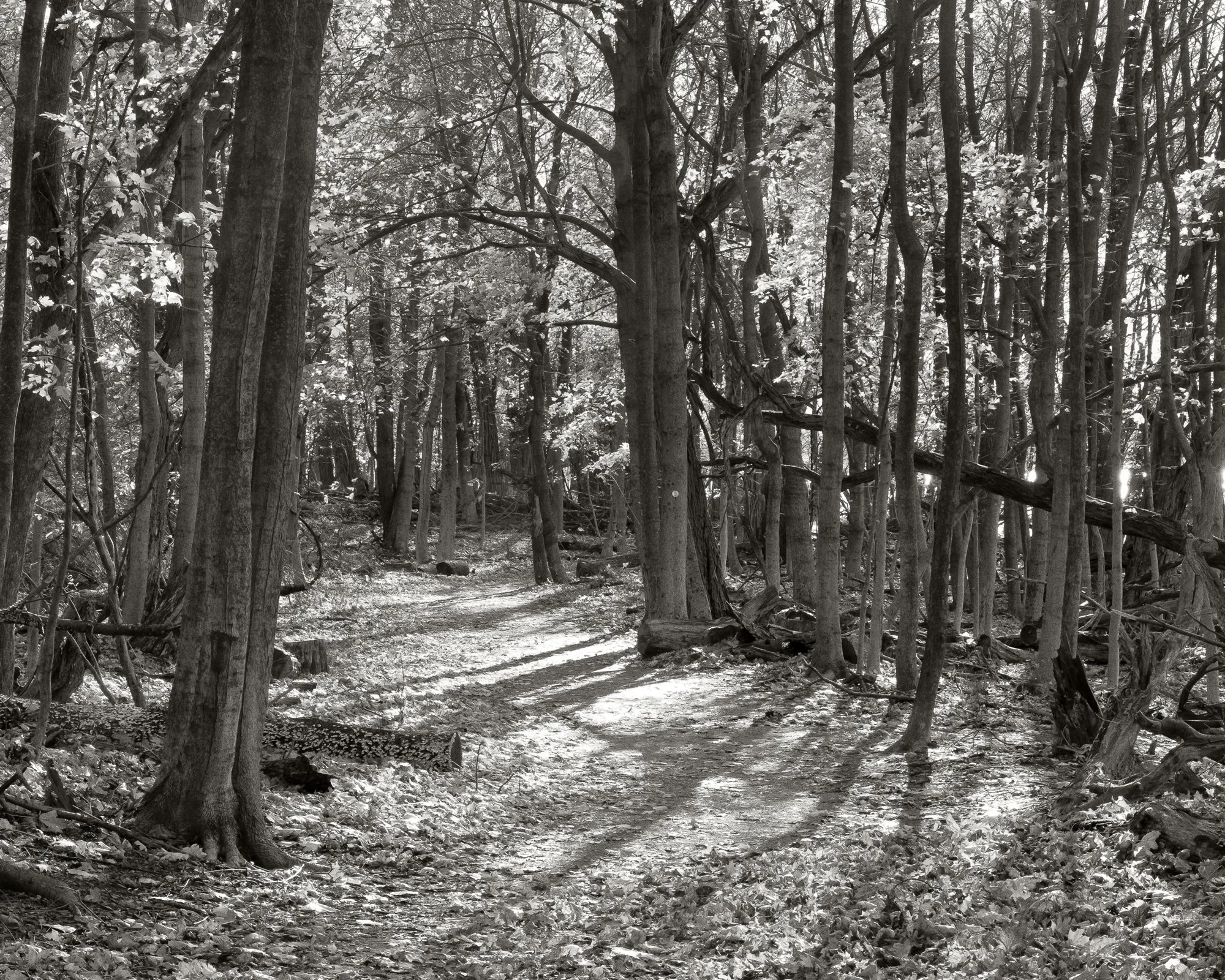 Trail, 2025, archival pigment print, 20 in. x 25 in.