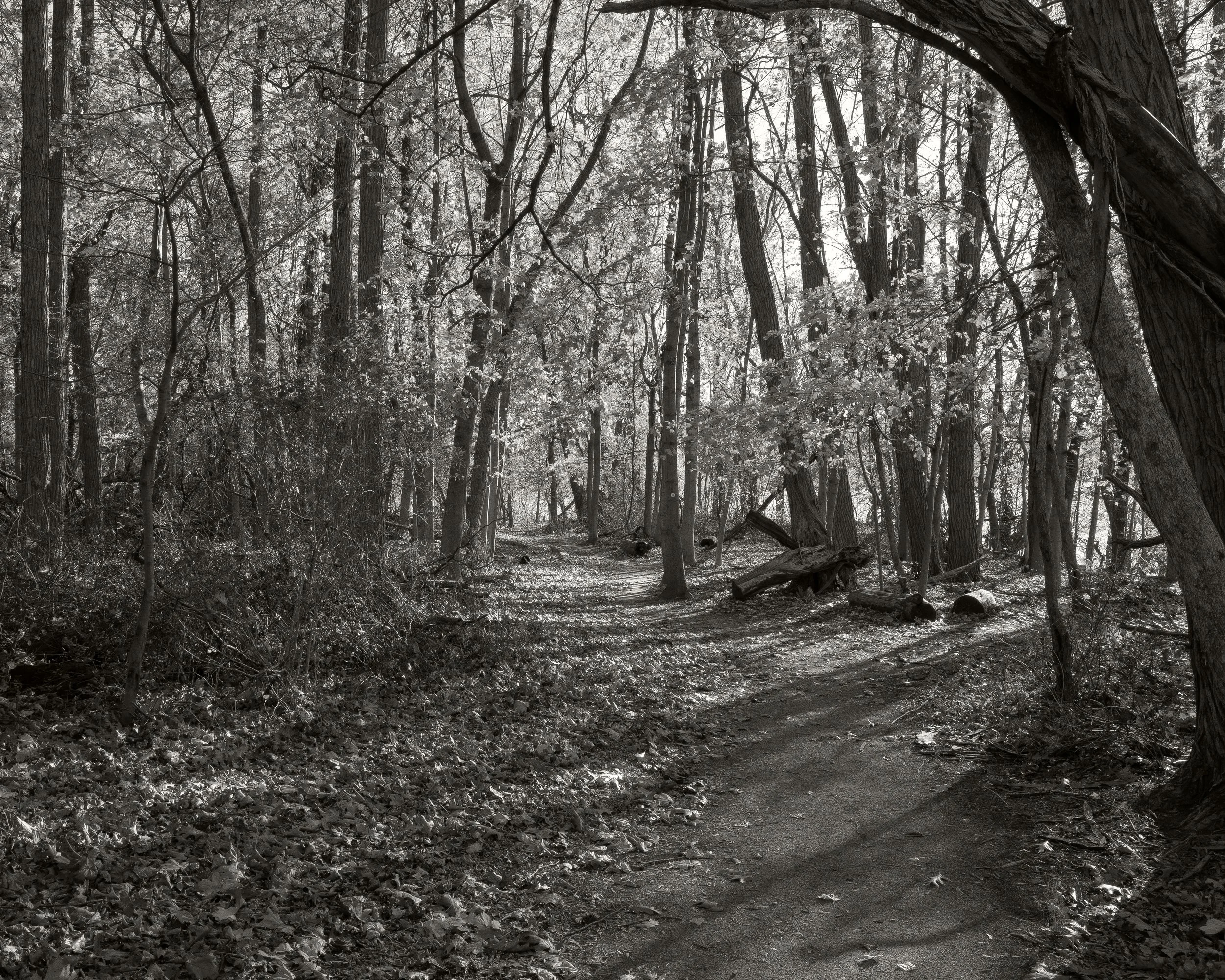 Trail, 2025, archival pigment print, 20 in. x  25 in.