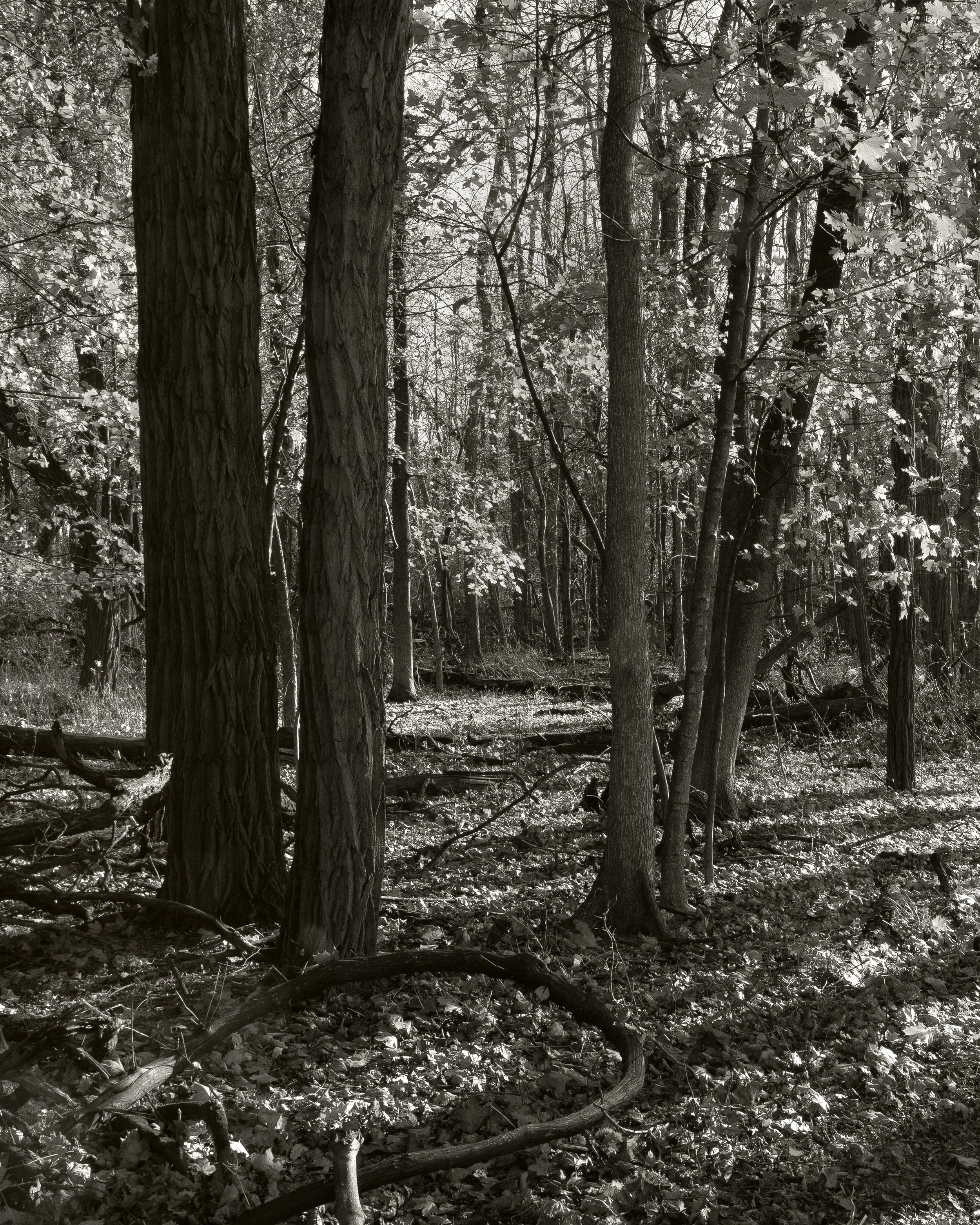Trees and Vine, 2025, archival pigment print, 20 in. x 25 in.