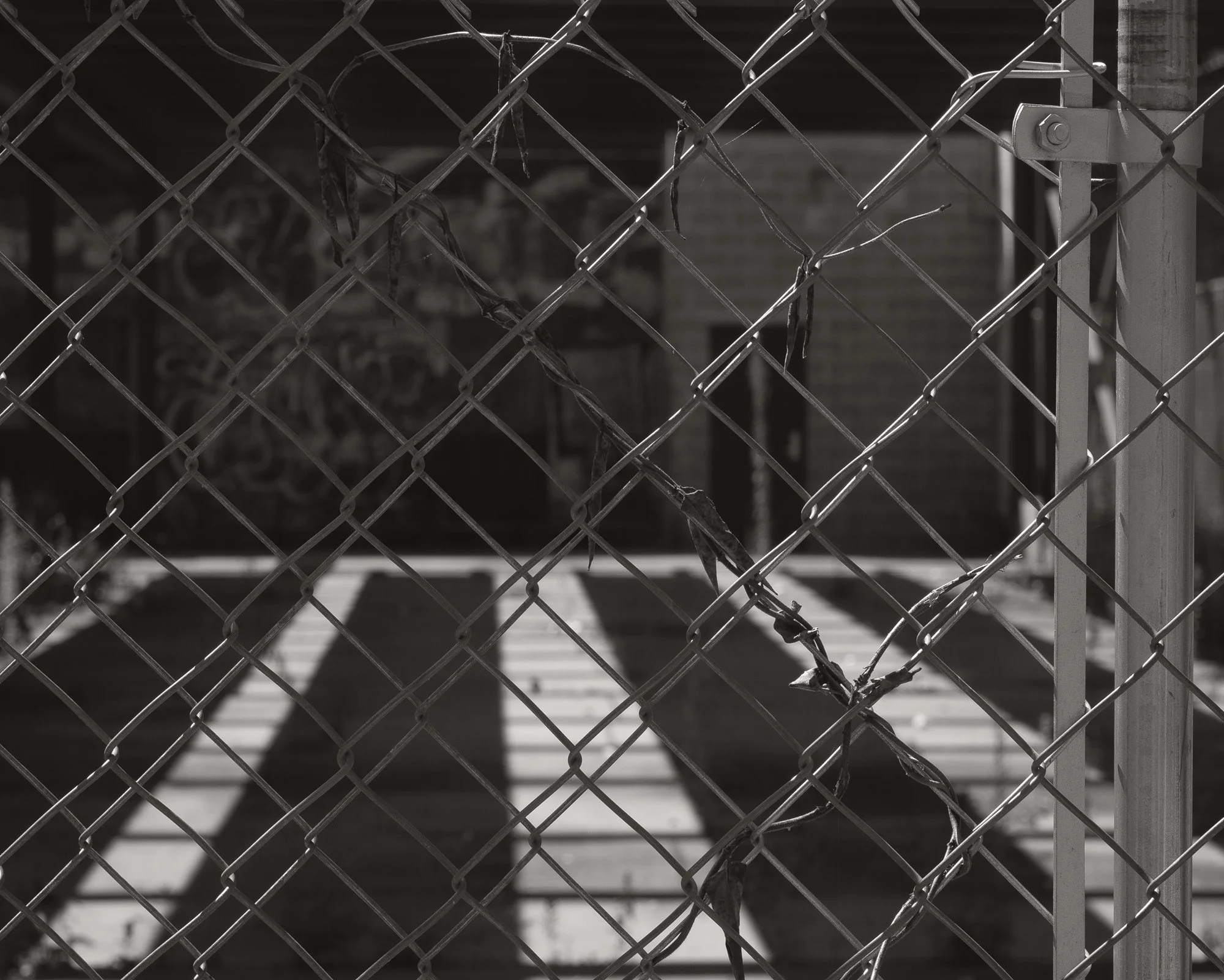 Chainlink, 2025, archival pigment print, 20 in. x 25 in.