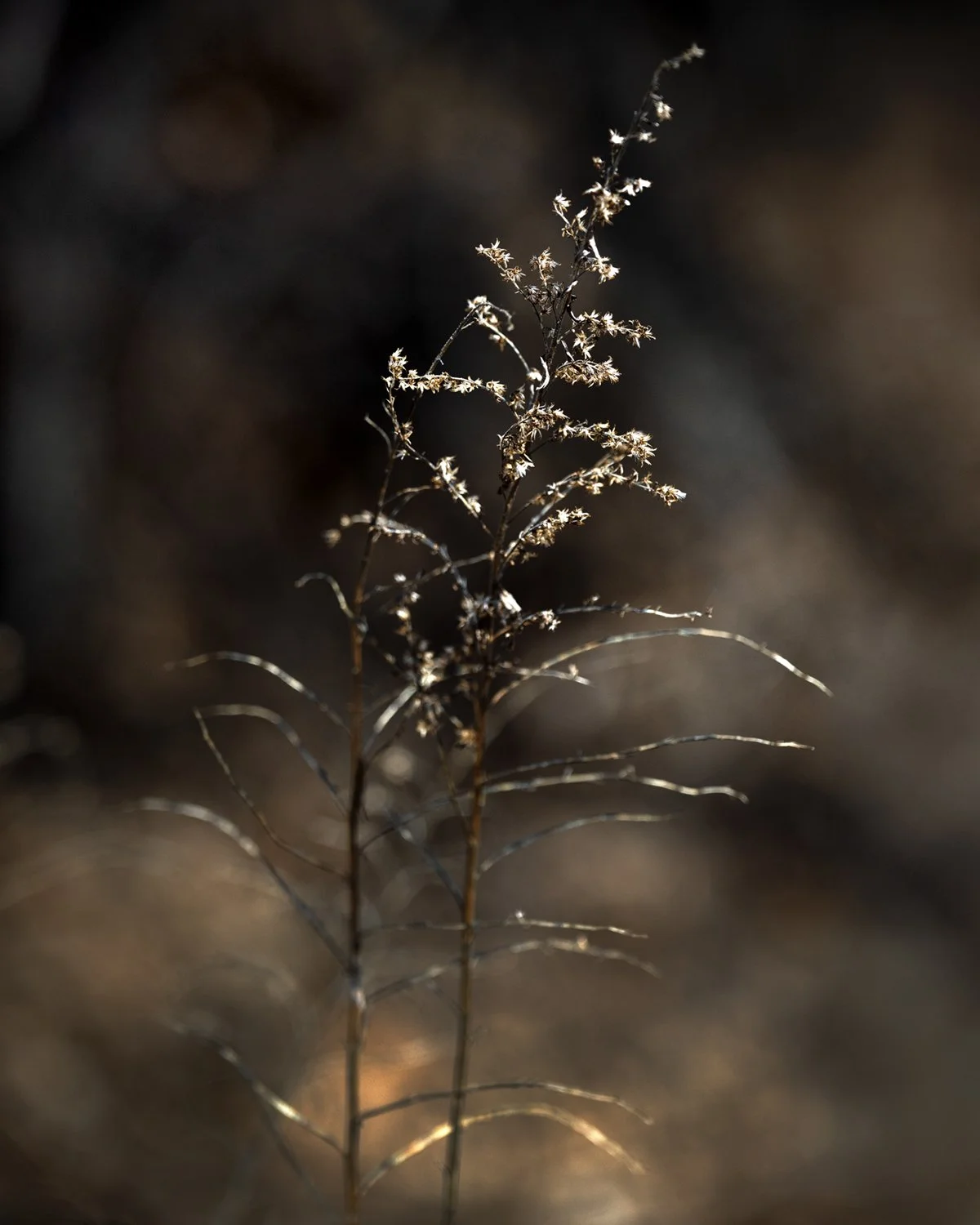 Untitled, No. 48 (common mugwort), 2025, archival pigment print, 18 in. x 14 in., 1/5