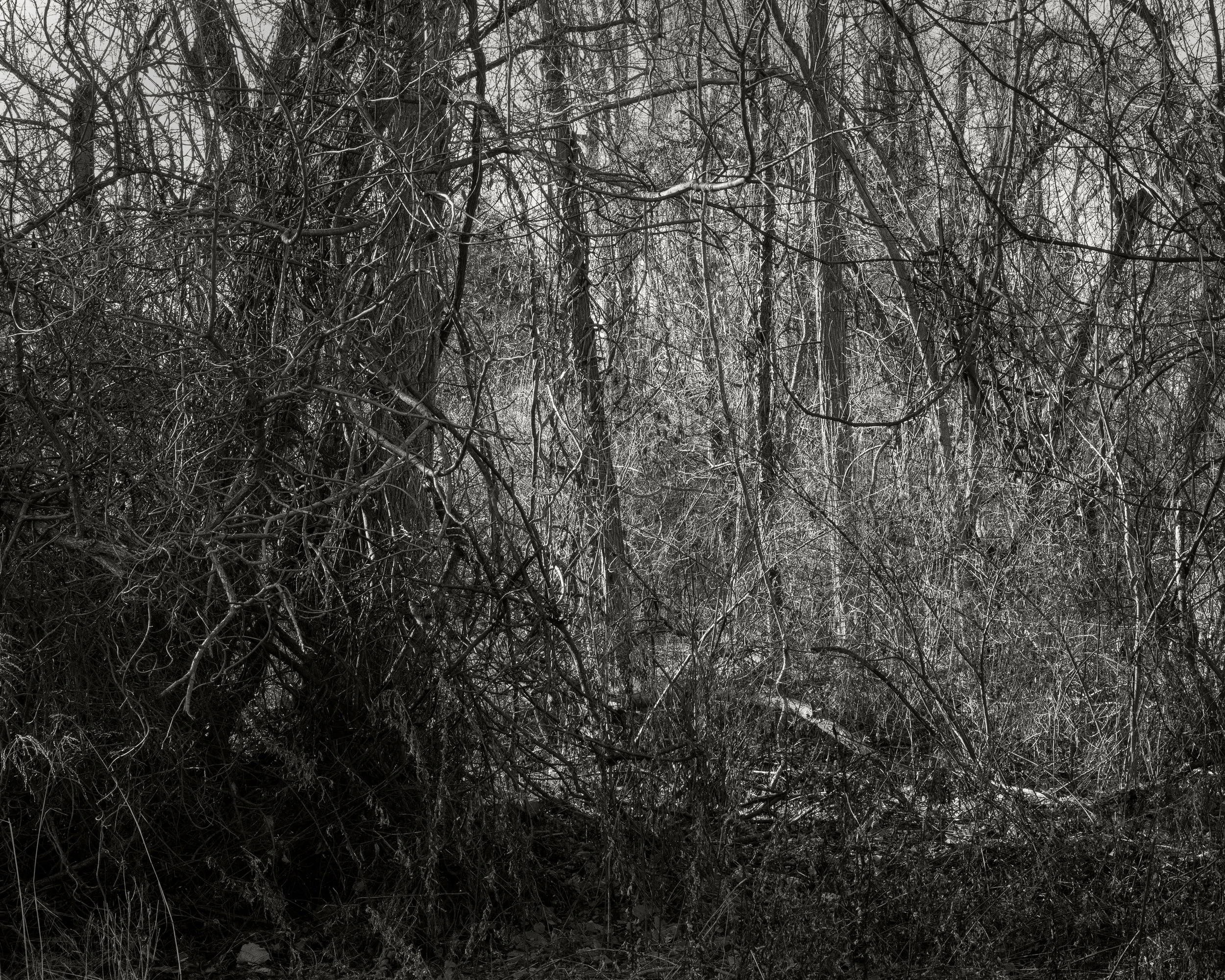 Overgrowth, 2025, archival pigment print, 20 in. x 25 in.