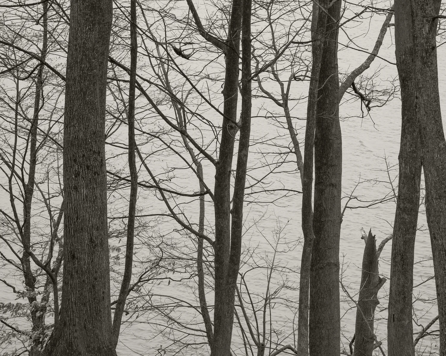 Tree Line, 2026, archival pigment print, 20 in. x 24 in.