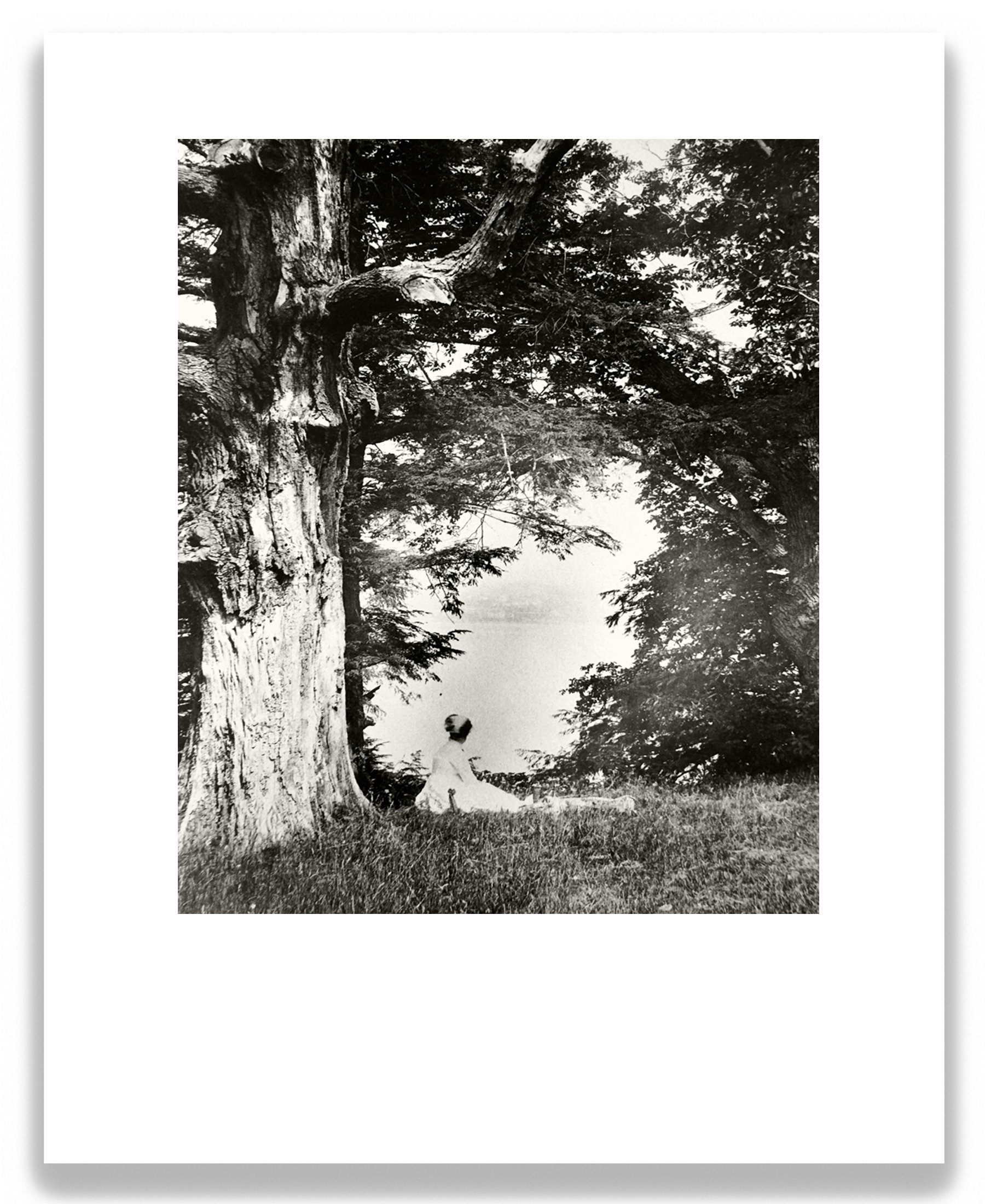 Sitting Beneath a Washington Oak (recto), 2026, inkjet print on archival paper mounted on wood panel, 10 in x 8 in.