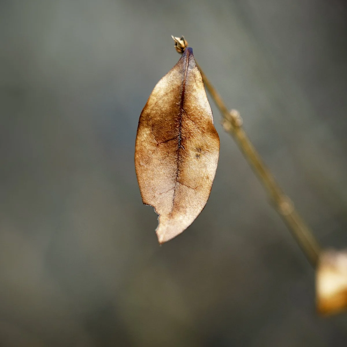 Untitled, No. 52, 2025