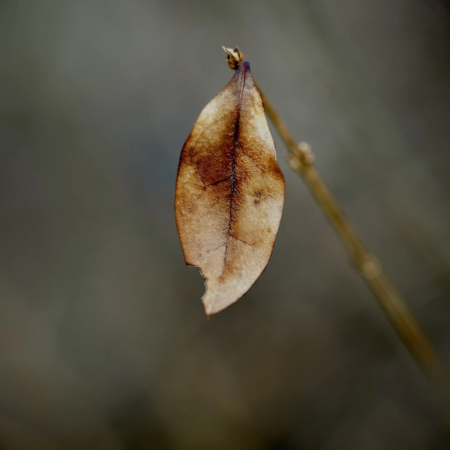 Untitled, No. 52 (California privet), 2025, archival pigment print, 14 in. x 14 in., 1/5