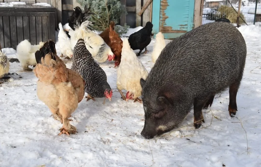 10 am Visit with Santa