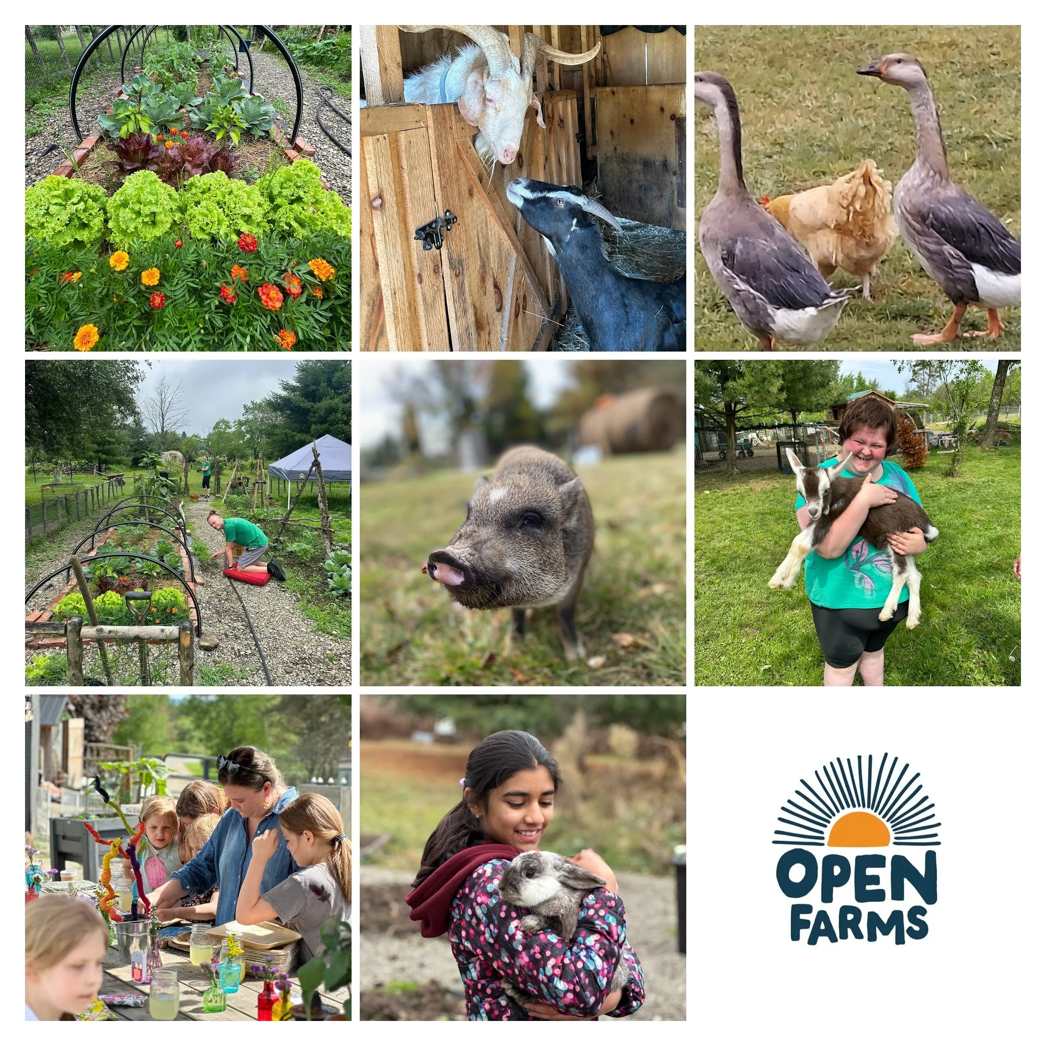 People, children, and animals at a petting farm, with vegetables, goats, ducks, and other farm animals, and a sign that reads 'Open Farms'
