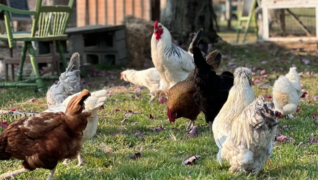 Multiple chickens and a rooster in a grassy backyard with chairs, a fence, and fallen pink petals.