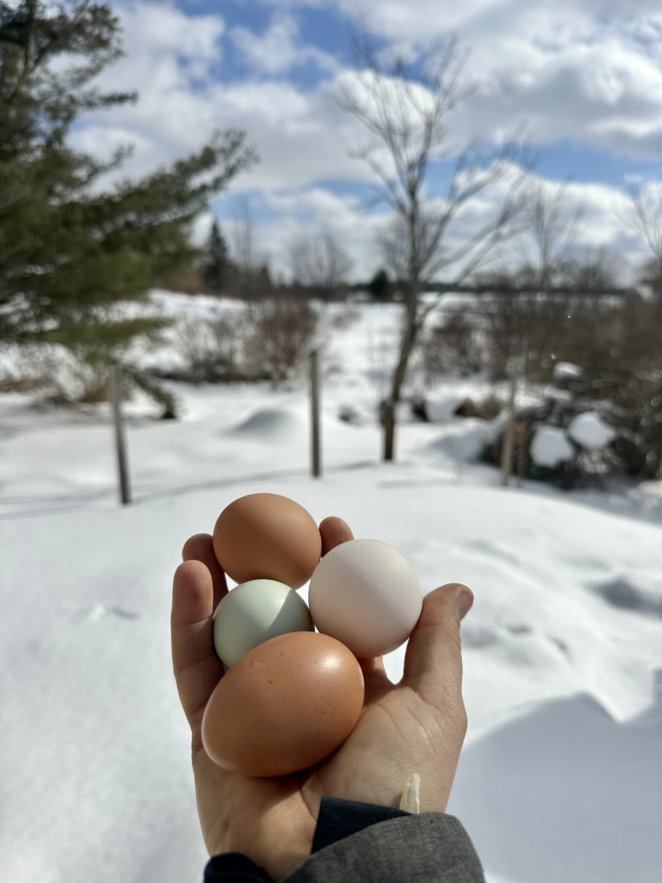 Hand holding six eggs, with a snowy outdoor background and trees, under a cloudy sky.
