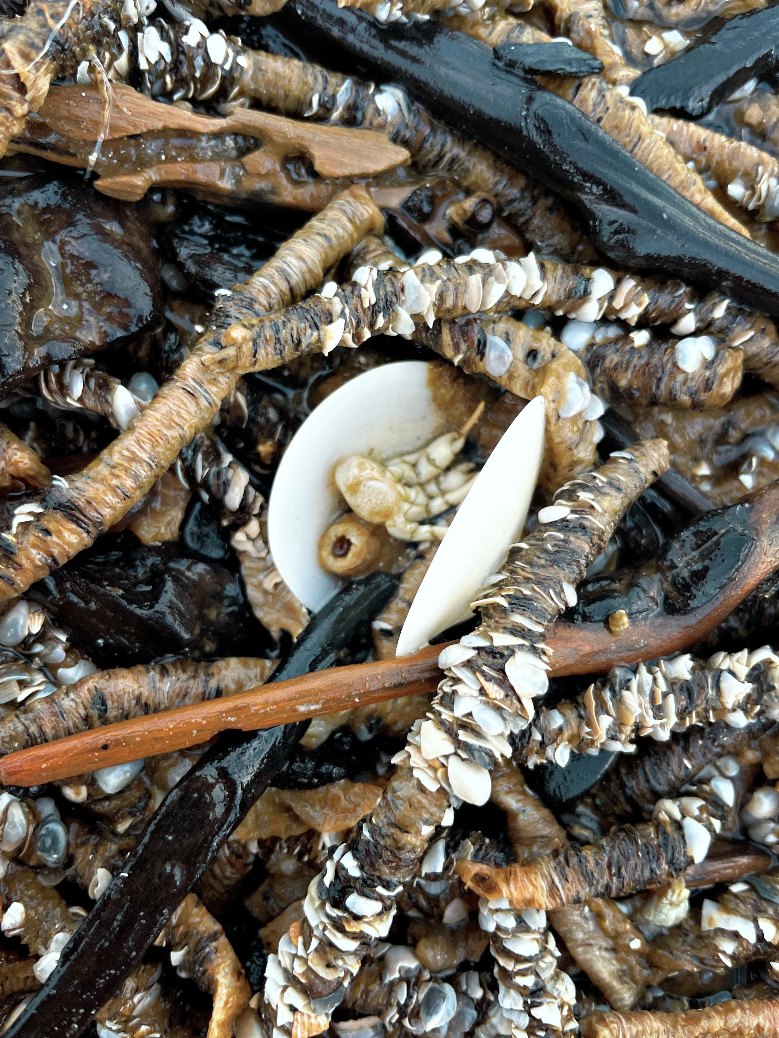 Colorado-Lavaca Estuary Fisheries Initiative